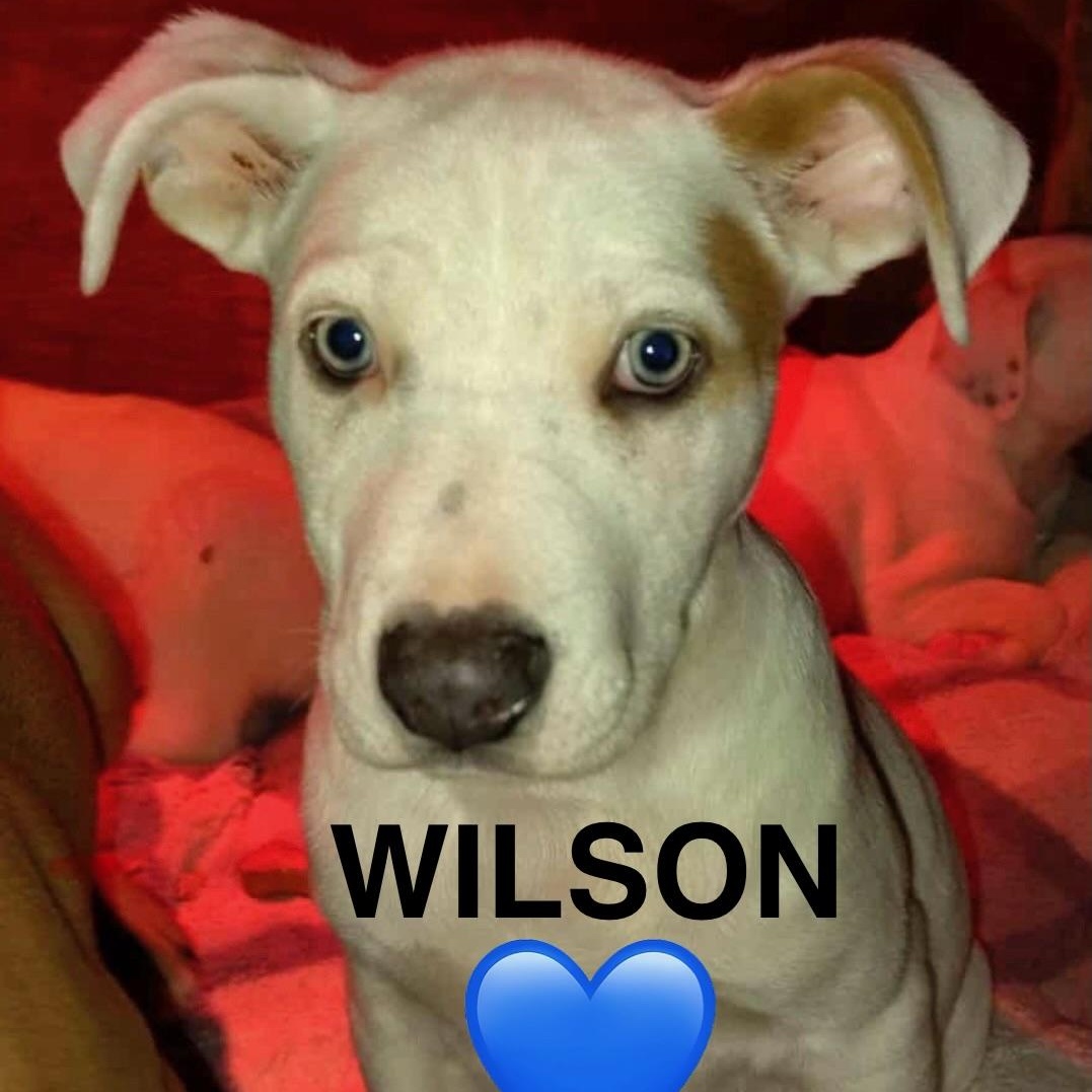 Wilson, ADOPTABLE, Puppy Male Labrador Retriever & Australian Shepherd.