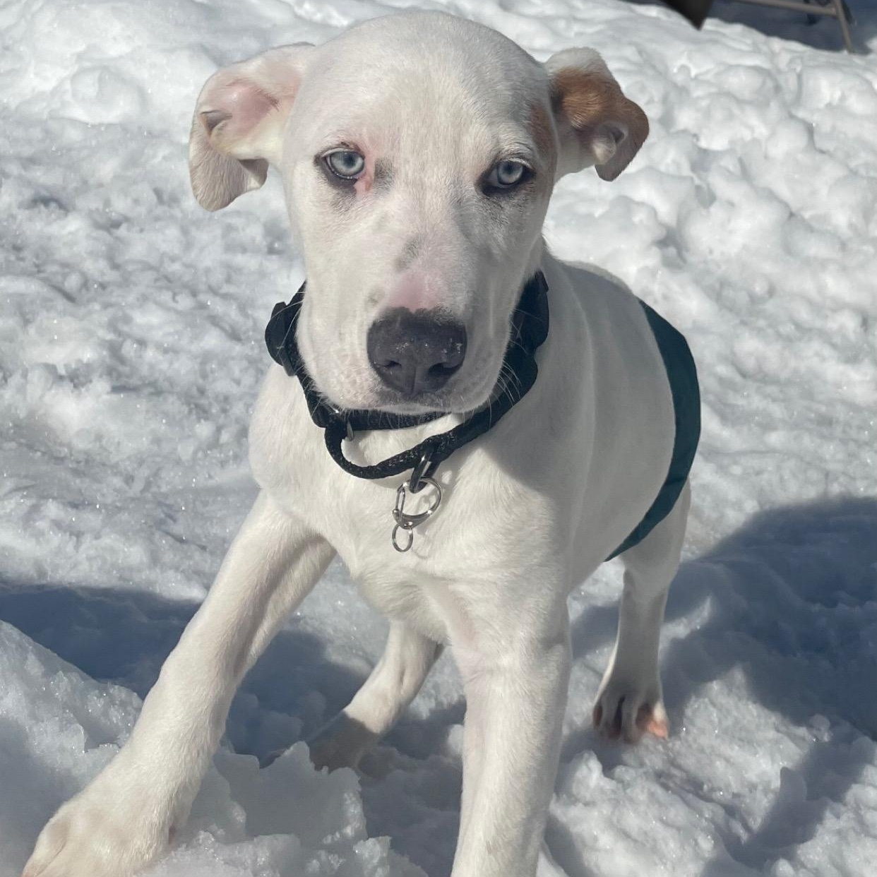 Wilson, ADOPTABLE, Puppy Male Labrador Retriever & Australian Shepherd.