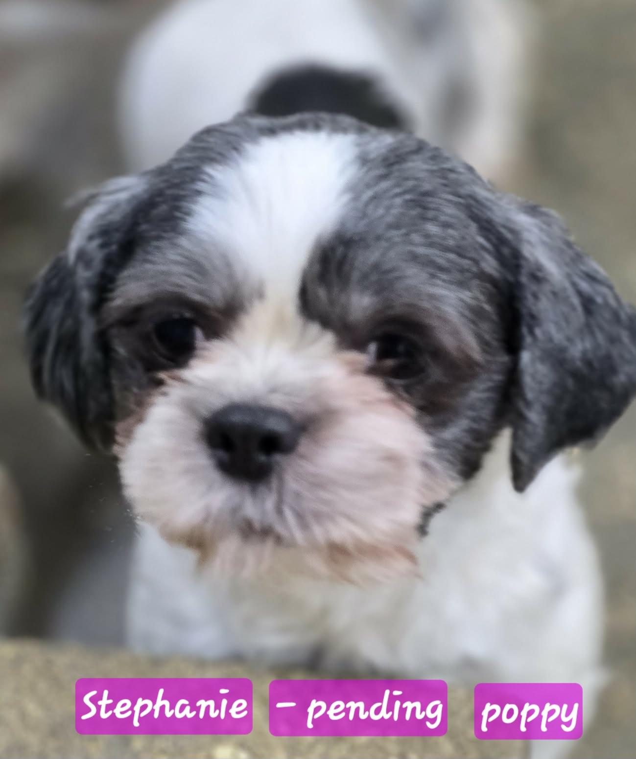 Poppy, adopted, Adult Female Shih Tzu.