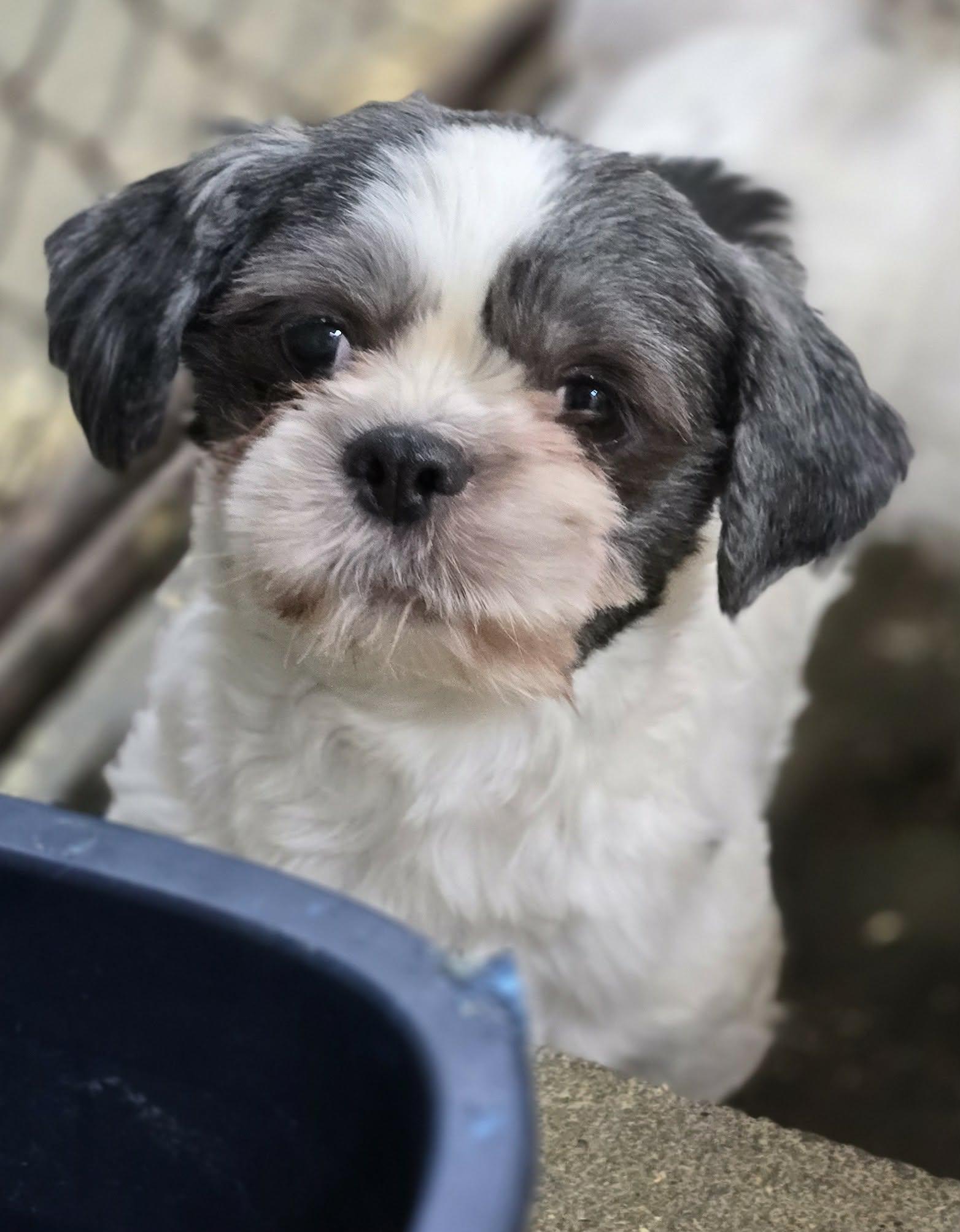 Poppy, an adopted Shih Tzu in Wheelersburg, OH image 2/2
