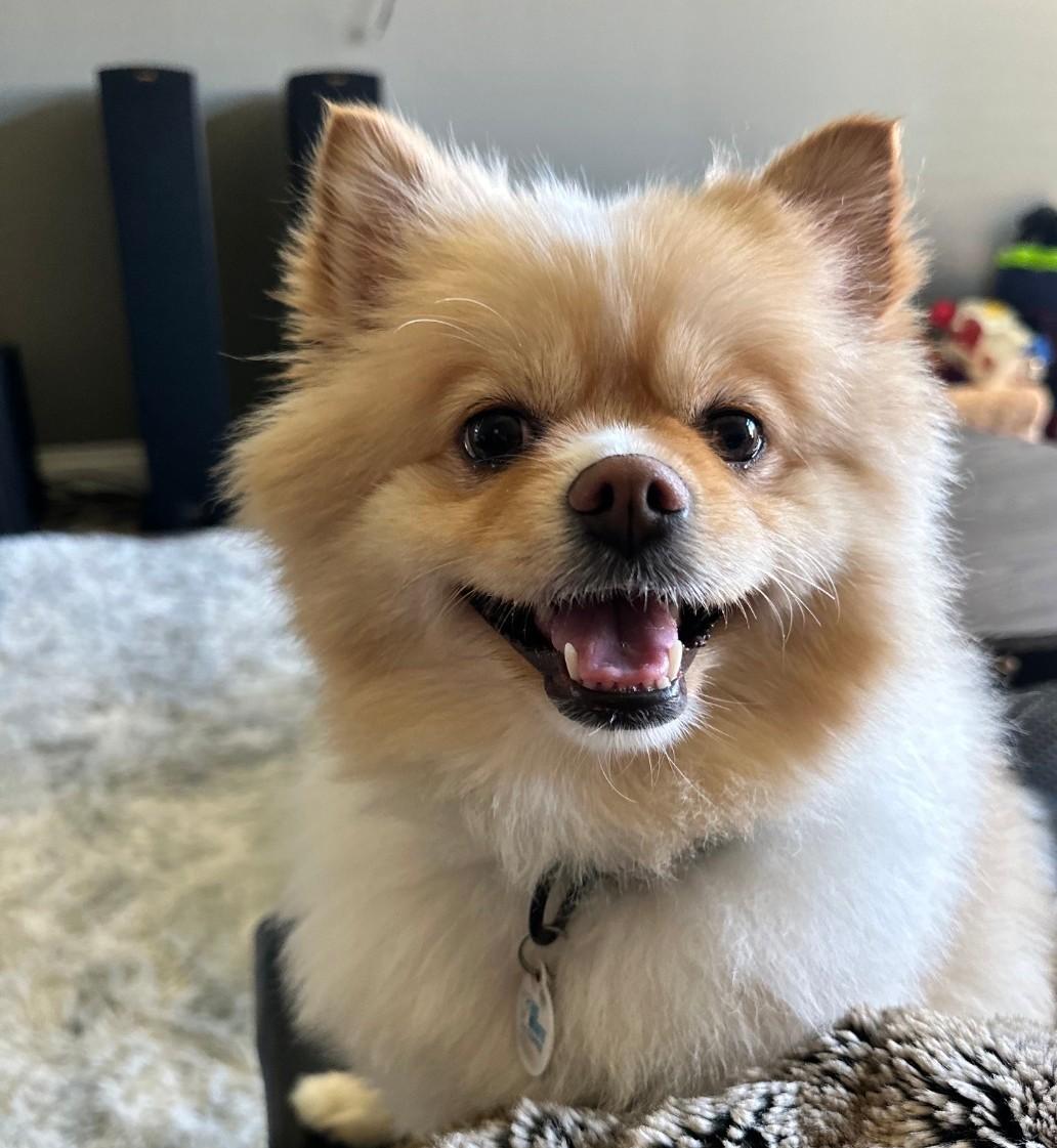 Barklee, adopted, Adult Male Pomeranian.