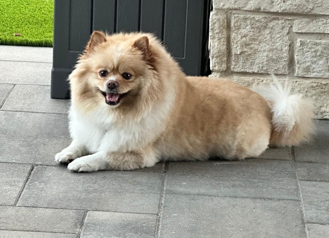 Enlarge Barklee, an adopted Pomeranian in Spring, TX image 2/3