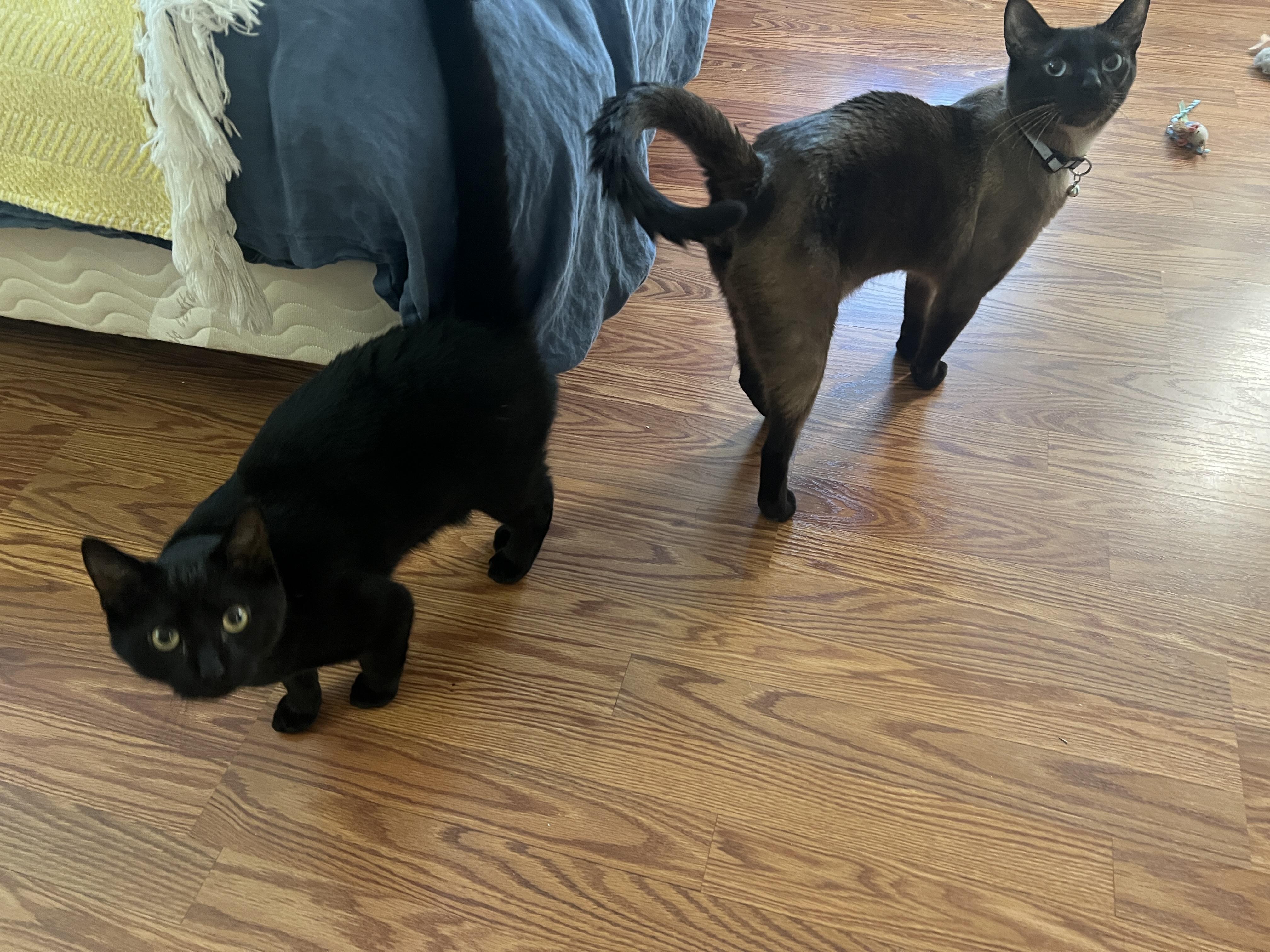 Enlarge Umbra, a Adopted Domestic Short Hair in Burlington, VT image 1/6