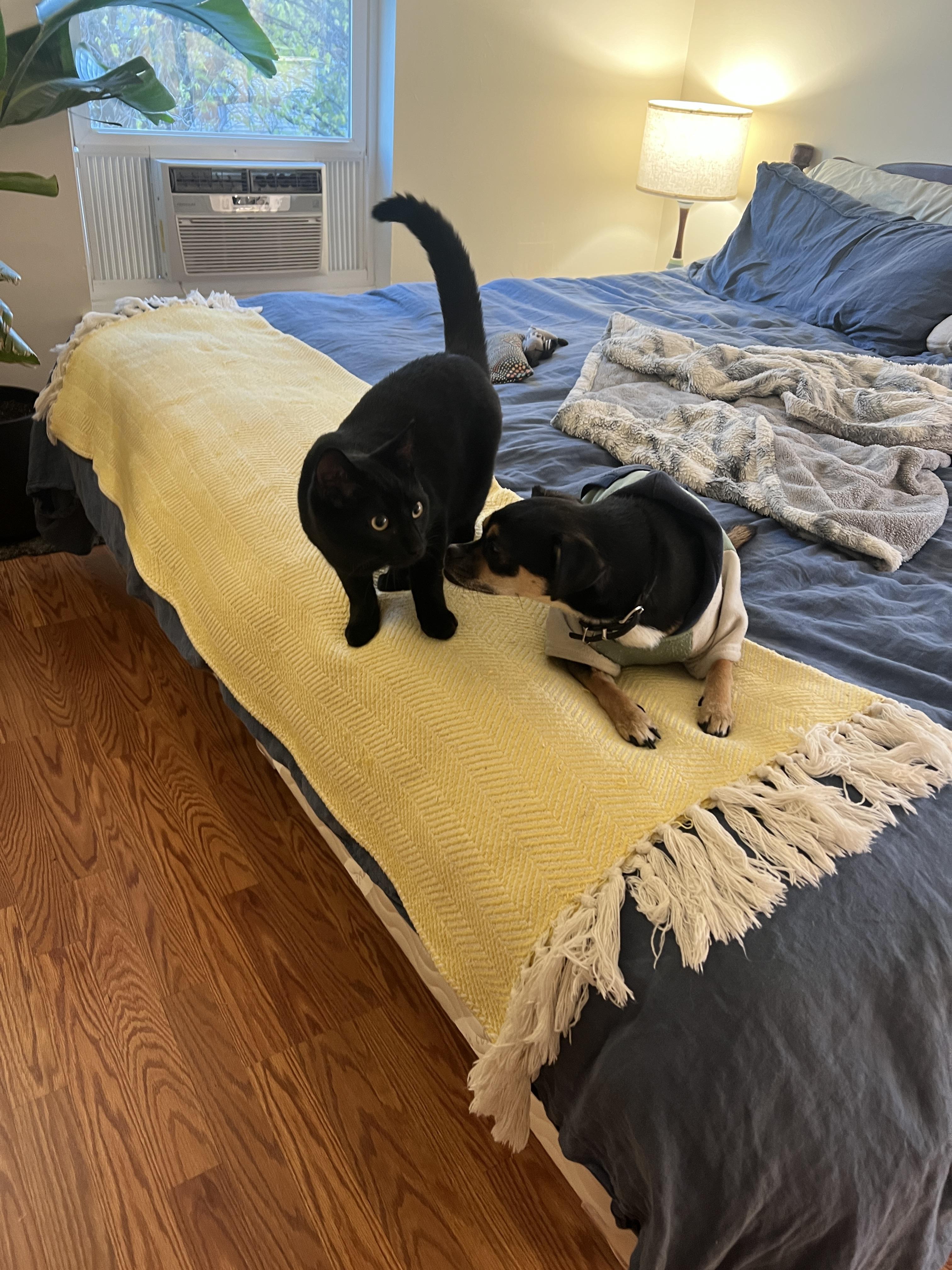 Enlarge Umbra, a Adopted Domestic Short Hair in Burlington, VT image 2/6