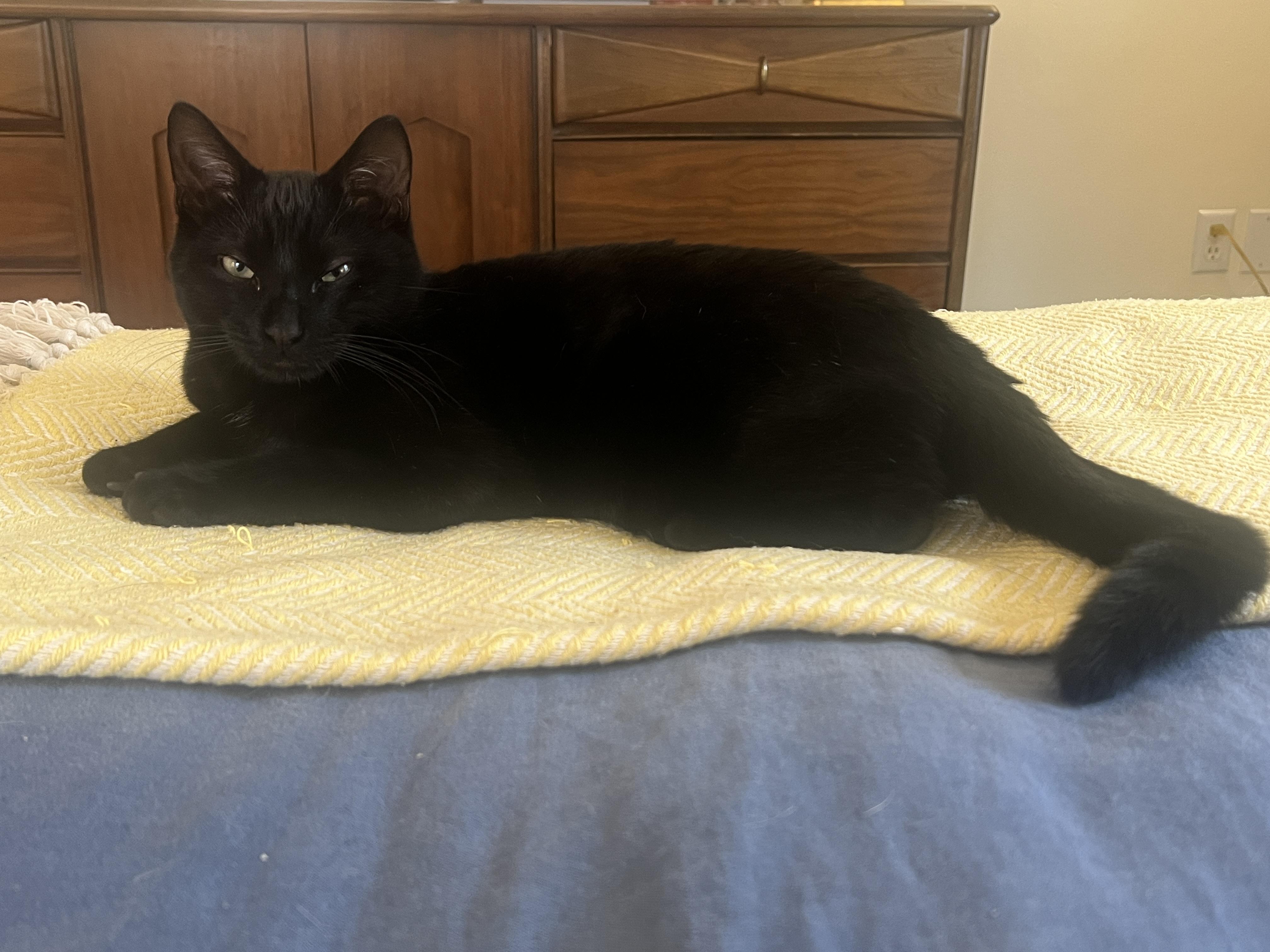 Enlarge Umbra, a Adopted Domestic Short Hair in Burlington, VT image 3/6
