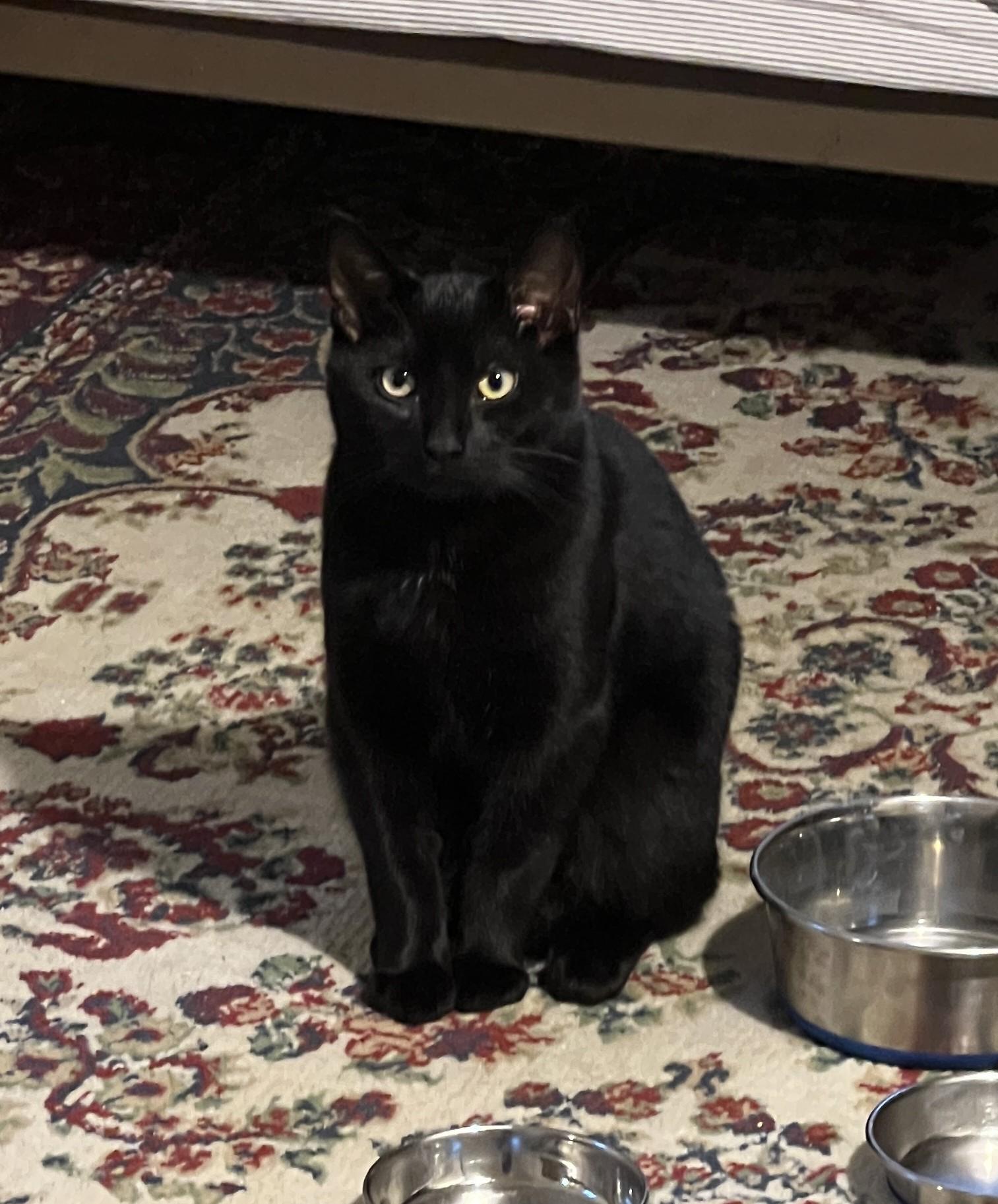 Enlarge Umbra, a Adopted Domestic Short Hair in Burlington, VT image 4/6