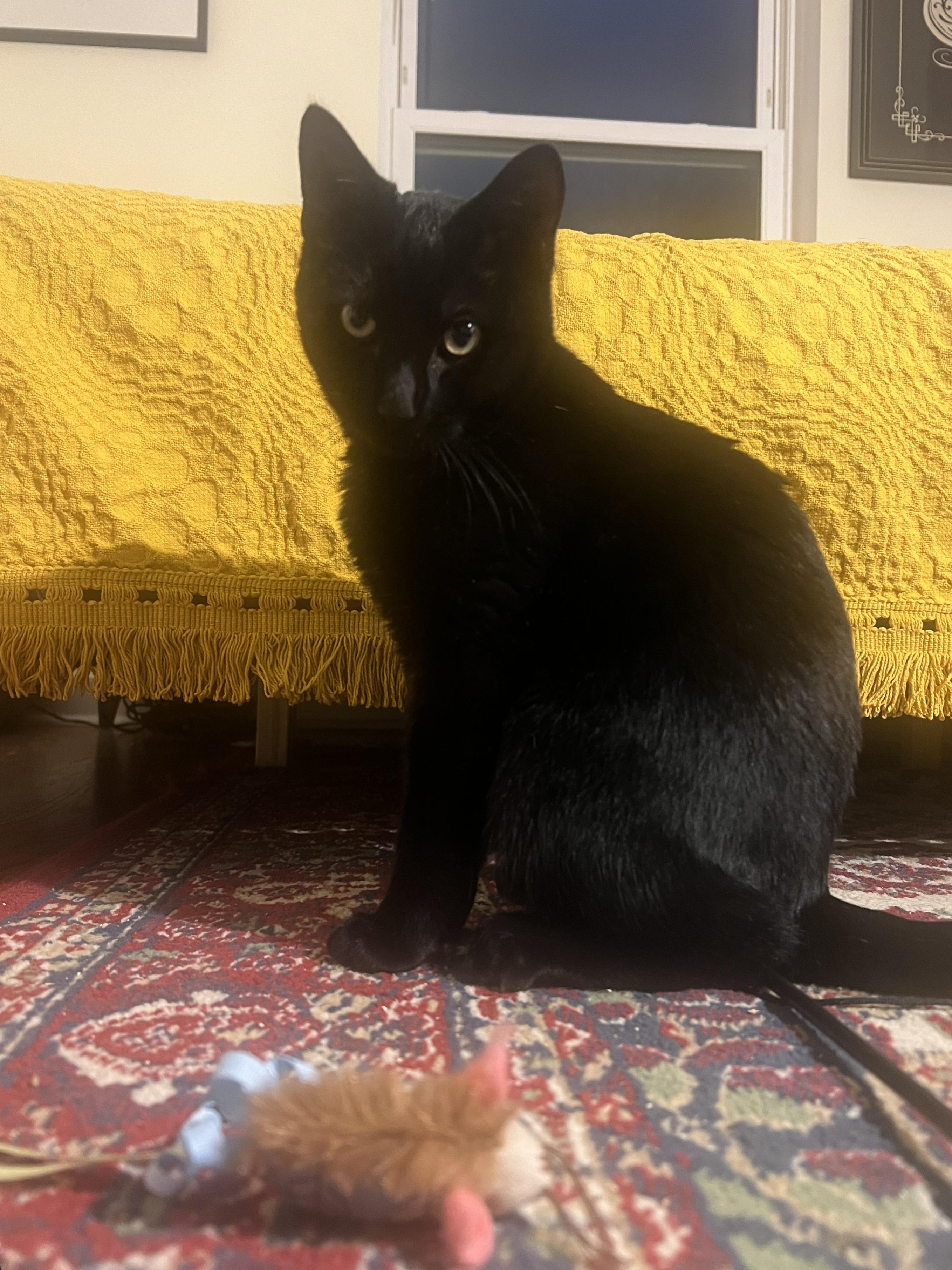 Enlarge Umbra, a Adopted Domestic Short Hair in Burlington, VT image 5/6
