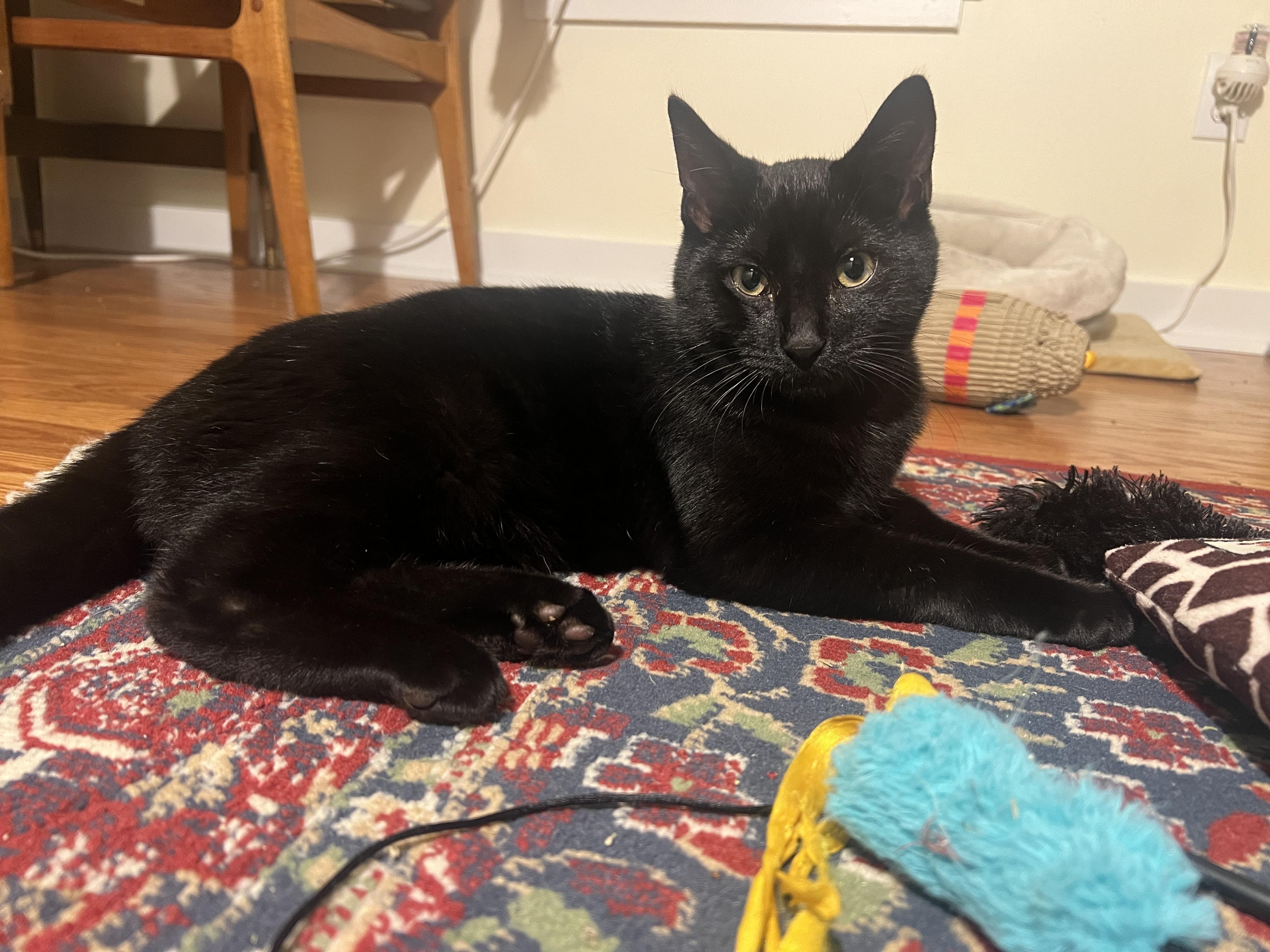 Enlarge Umbra, a Adopted Domestic Short Hair in Burlington, VT image 6/6