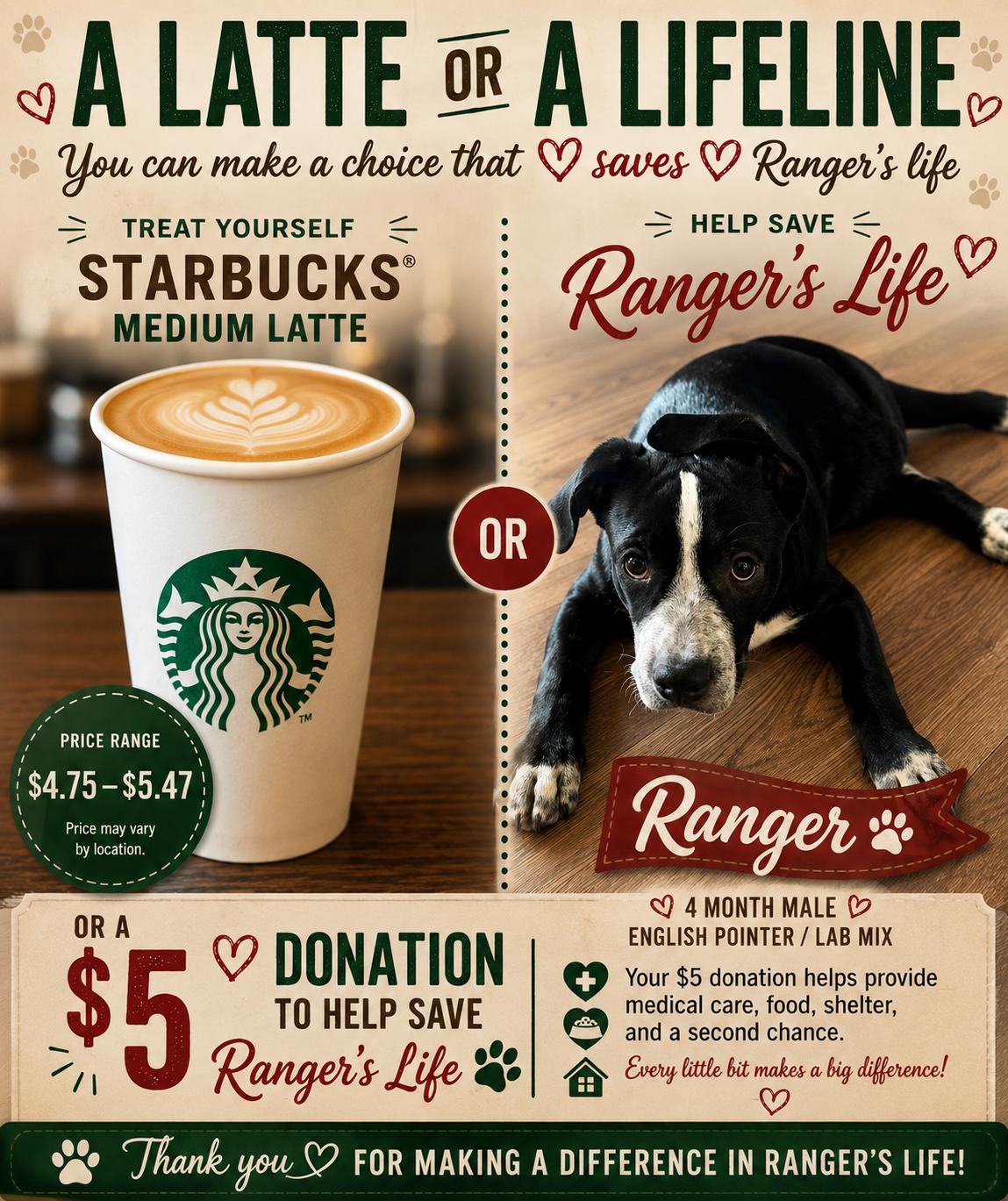 Enlarge RANGER - 4 MONTH MALE ENGLISH POINTER LAB MIX AWAITING HEART SURGERY, a Adoptable mixed breed in Mesa, AZ image 2/3