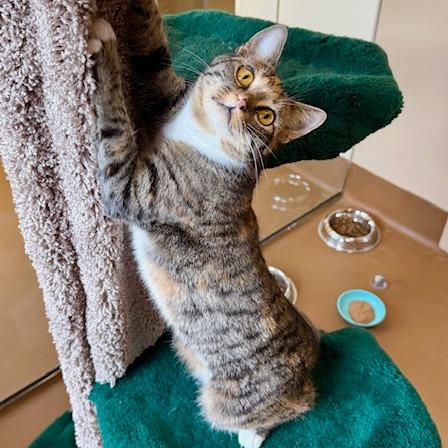 Majjey, Adoptable, Young Female Domestic Short Hair.