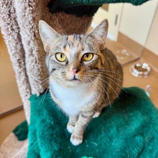 Enlarge Majjey, a Adoptable Domestic Short Hair in Agoura Hills, CA image 2/4