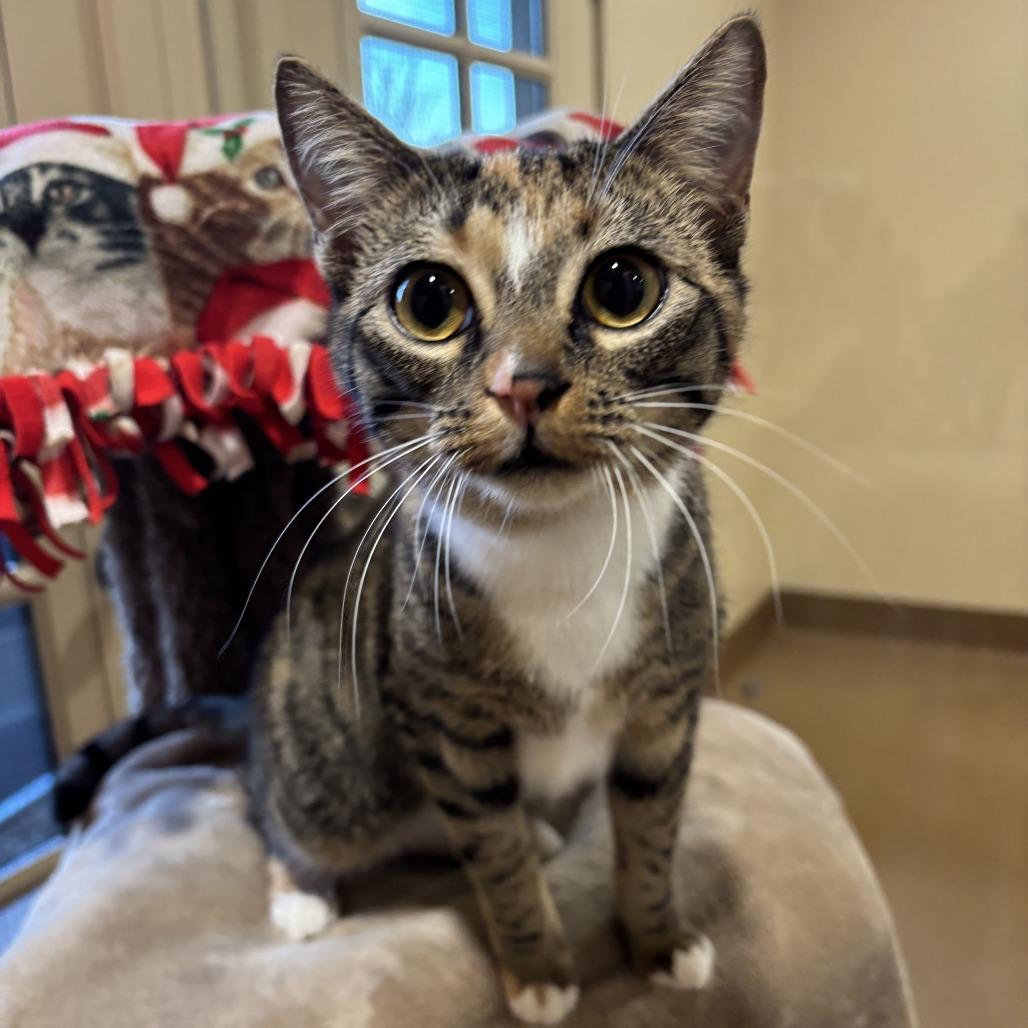 Enlarge Majjey, a Adoptable Domestic Short Hair in Agoura Hills, CA image 3/4