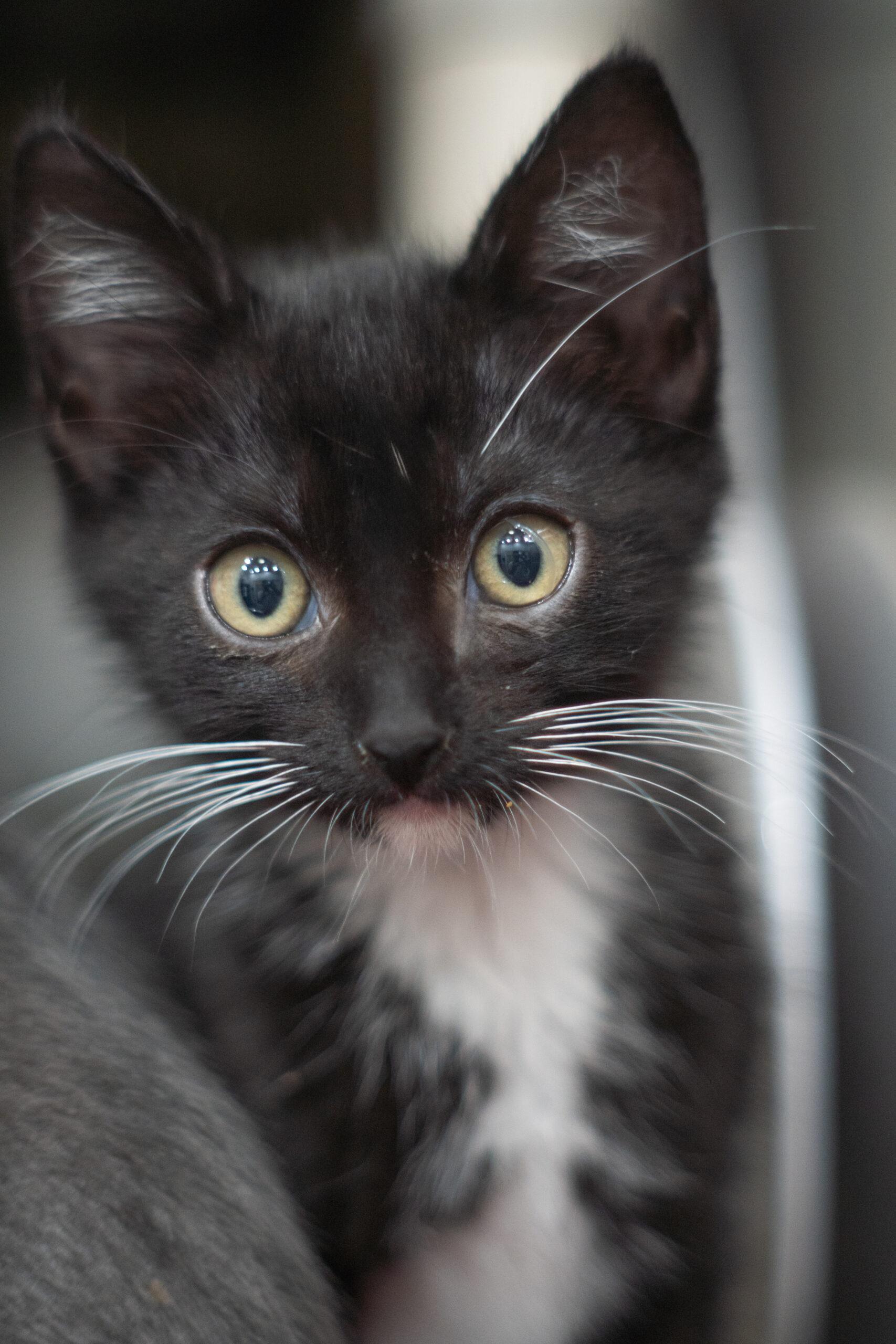 Enlarge Eevee, a Adoptable mixed breed in Encinitas, CA image 1/1