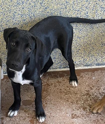 Annabelle, a Adoptable Mixed Breed in Stanwood, WA image 2/2