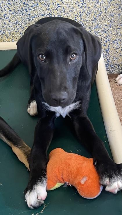 Annabelle, a Adoptable Mixed Breed in Stanwood, WA image 1/2
