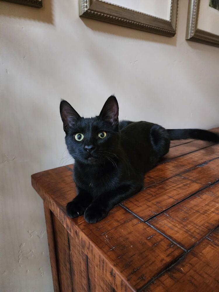 Missy, Adoptable, Kitten Female Domestic Short Hair.