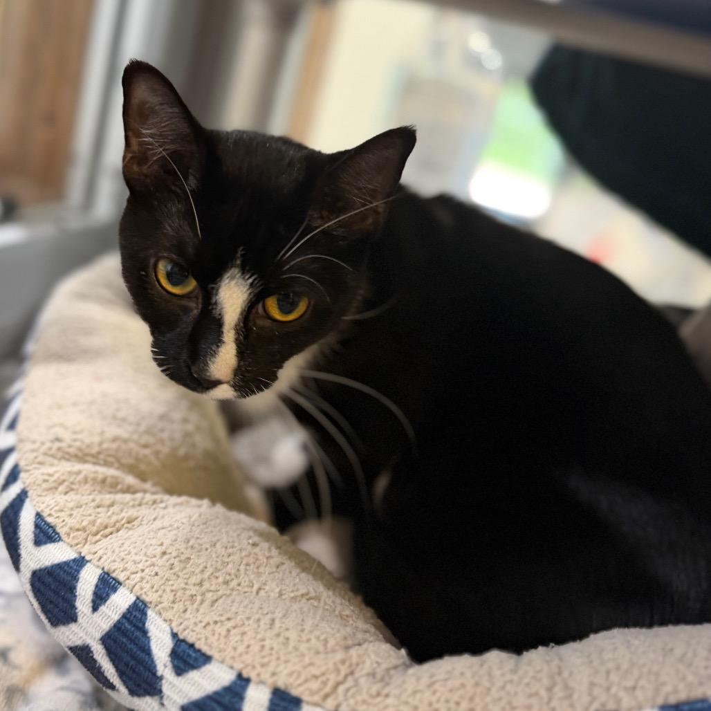 Enlarge Kilo, a Adoptable Domestic Short Hair in Watertown, NY image 1/1