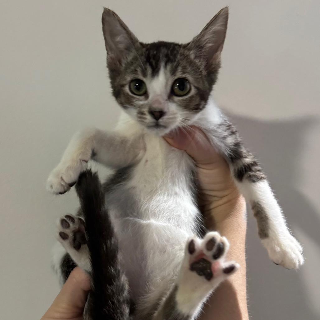 Adrian, Adoptable, Kitten Female Domestic Short Hair.