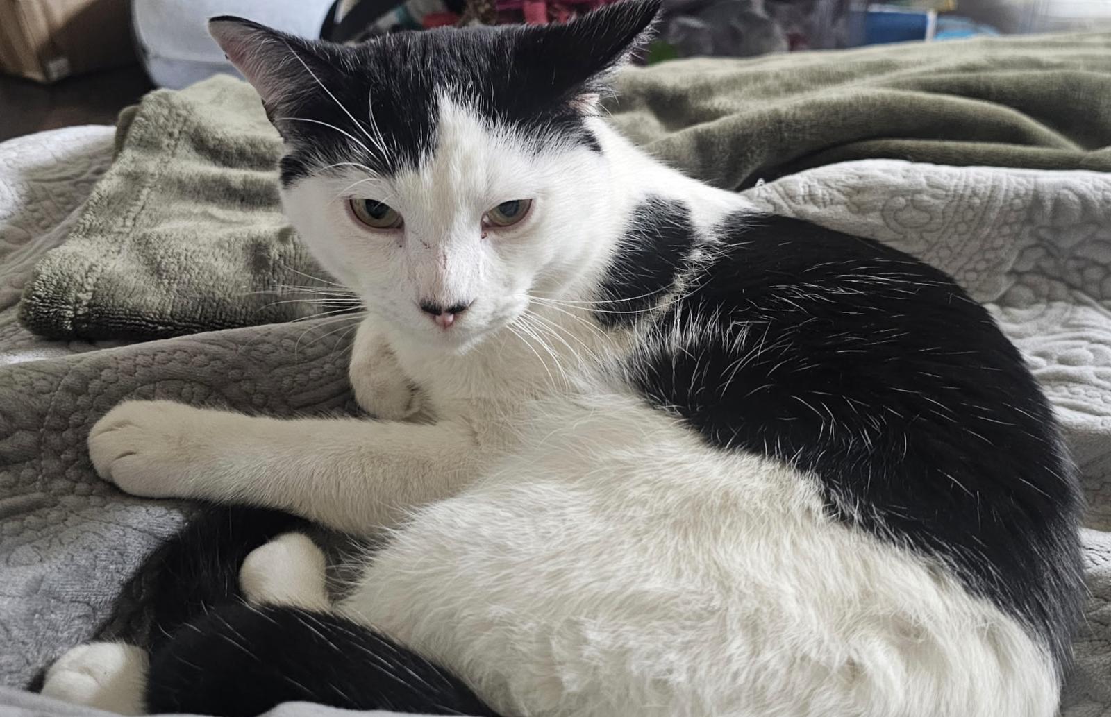 Enlarge Corey, a Adoptable Domestic Short Hair in Frisco, TX image 1/3