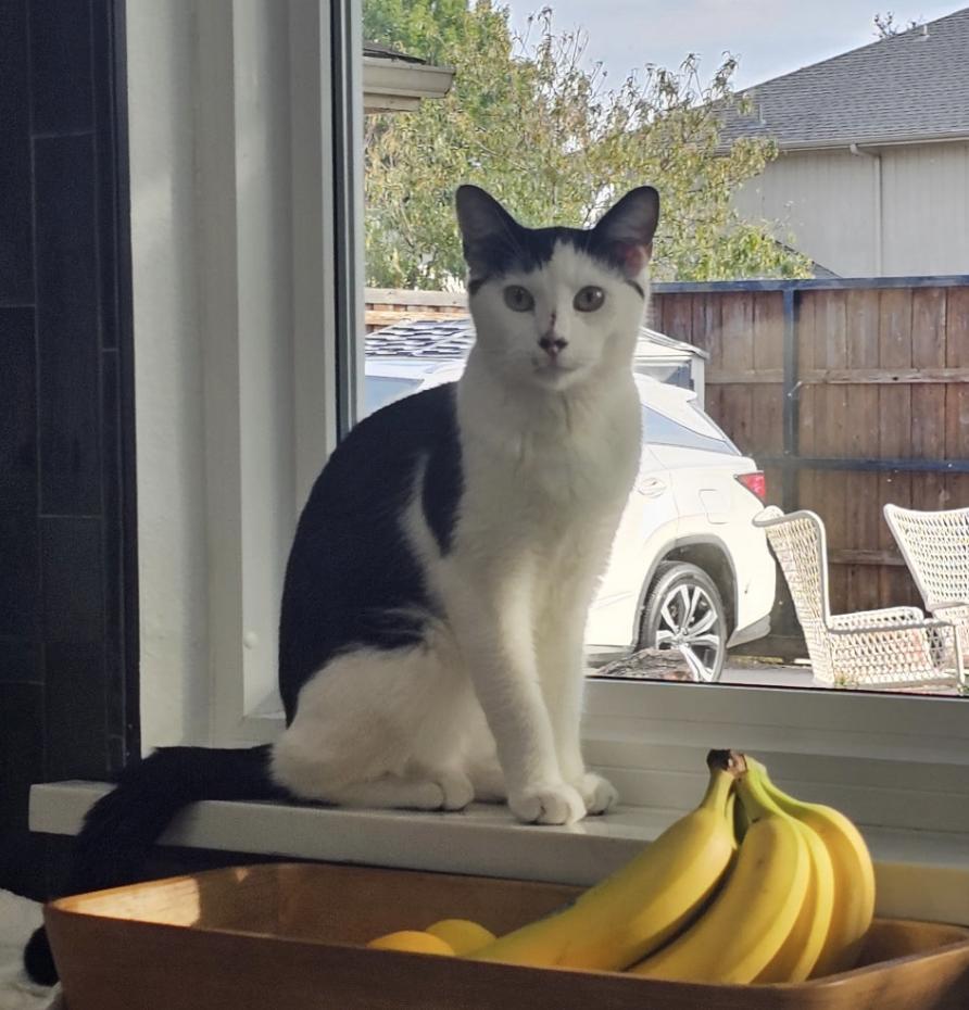 Enlarge Corey, a Adoptable Domestic Short Hair in Frisco, TX image 2/3