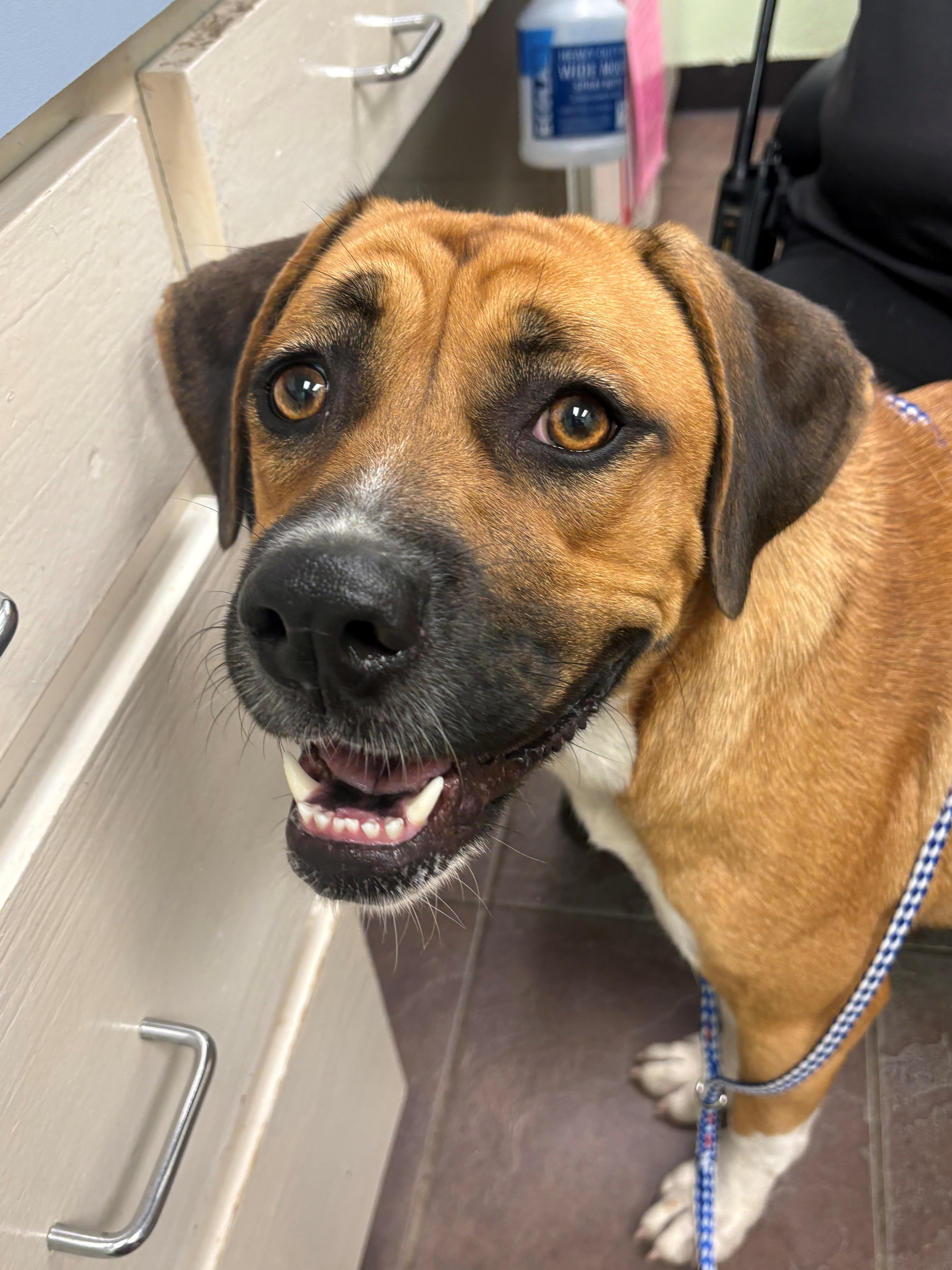 Enlarge Maggie, a Adoptable mixed breed in Cleburne, TX image 1/1