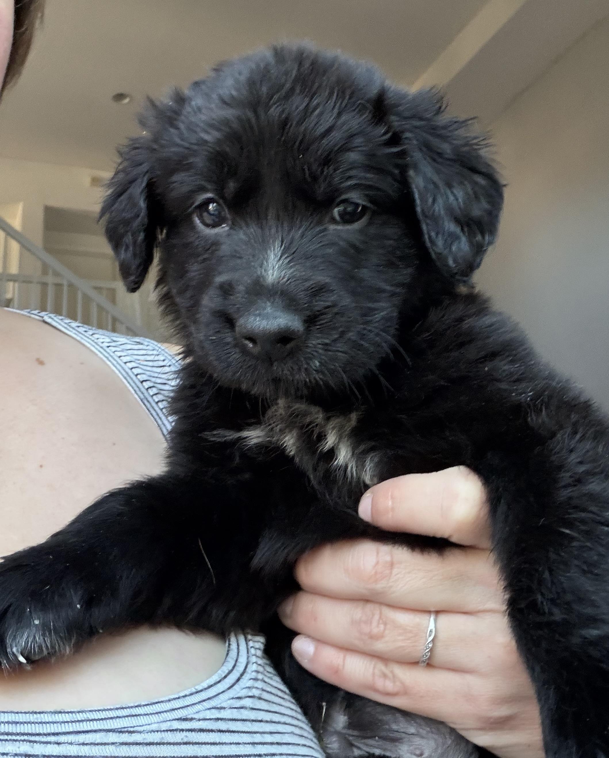 SNICKERDOODLE, Adoptable, Puppy Male Labrador Retriever & Golden Retriever.