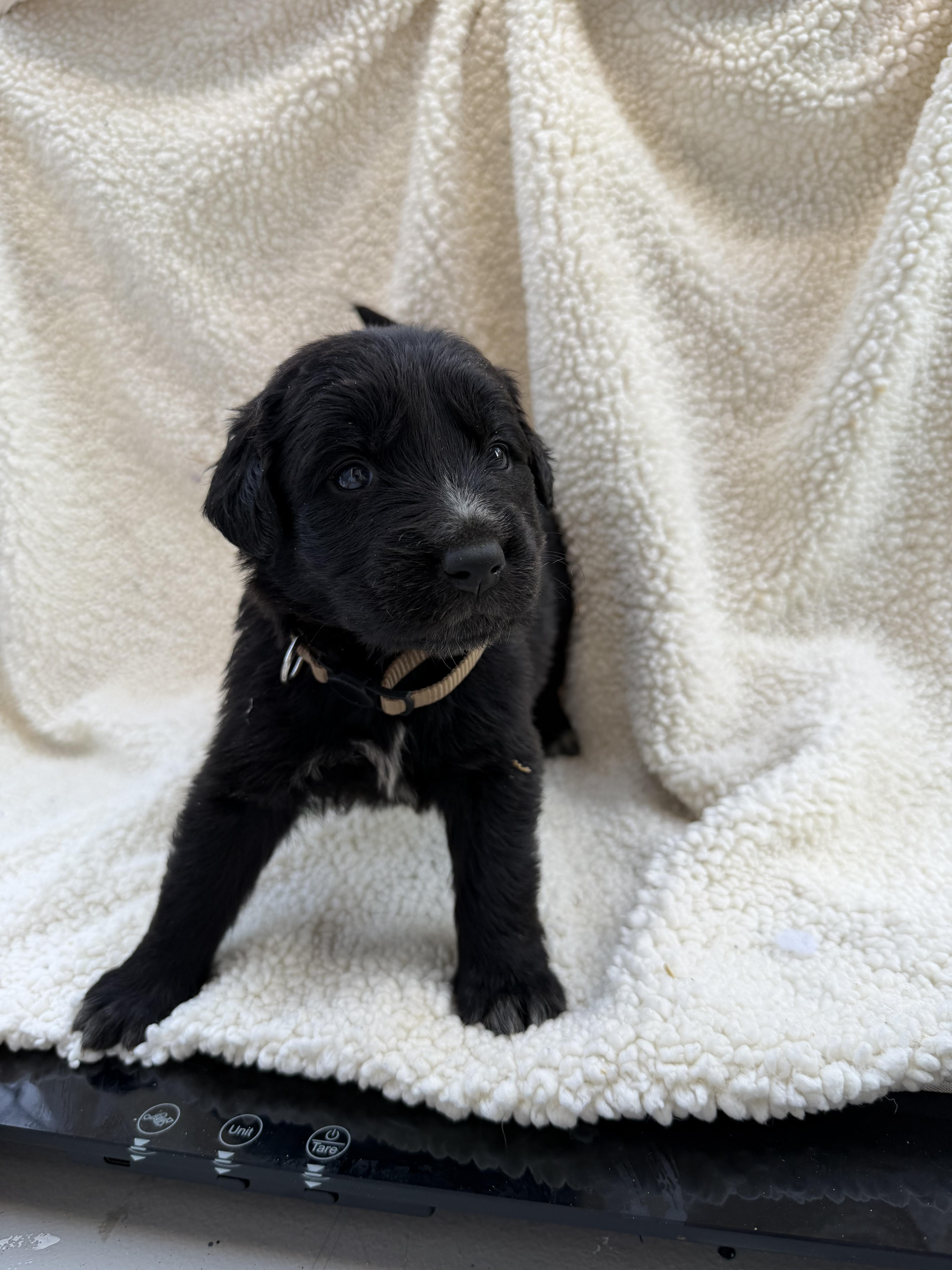 Enlarge SNICKERDOODLE, a Adoptable mixed breed in Discovery Bay, CA image 2/3