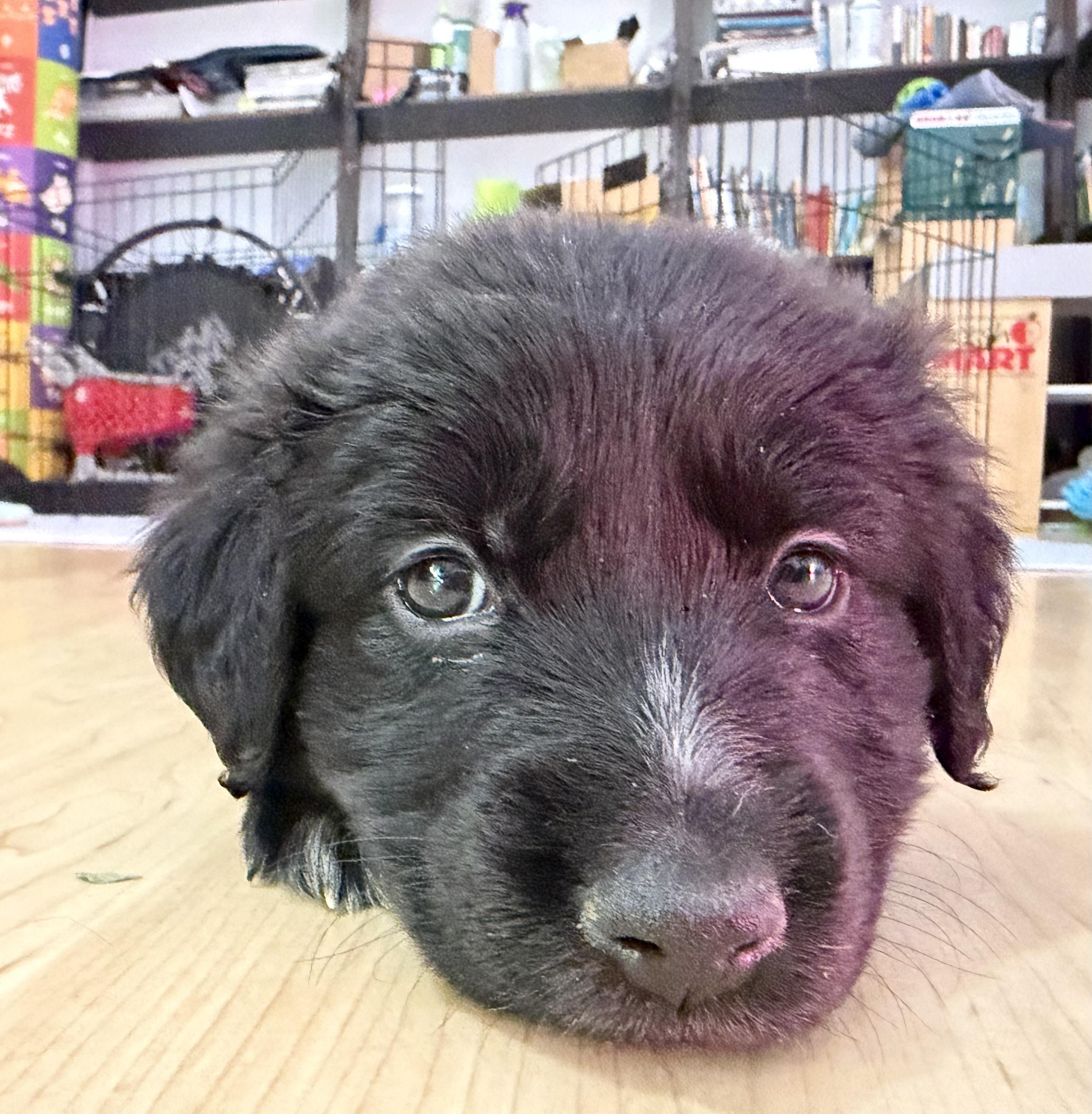 Enlarge SNICKERDOODLE, a Adoptable mixed breed in Discovery Bay, CA image 3/3
