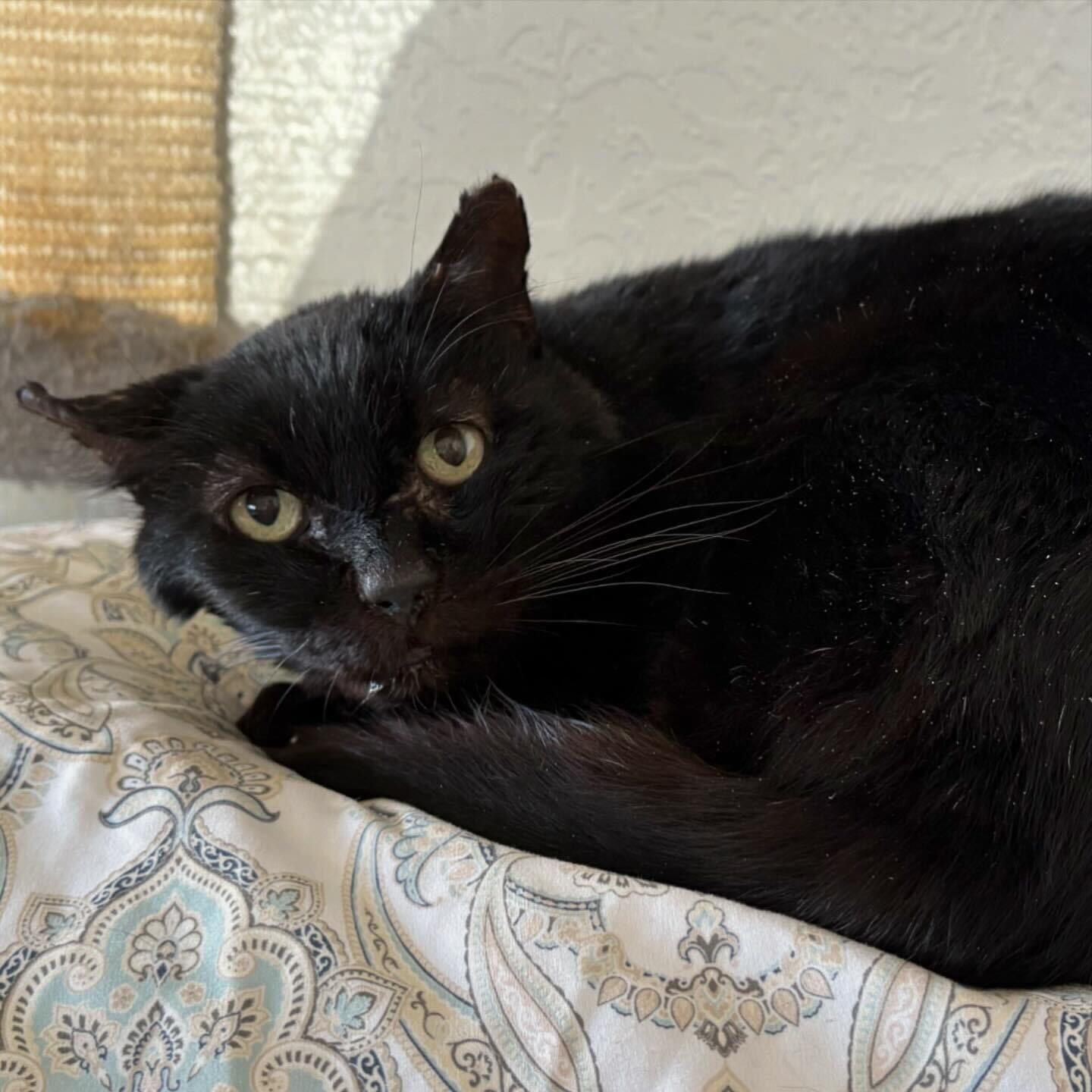 Tazor, an adoptable Domestic Short Hair in Las Cruces, NM, 88001 | Photo Image 1