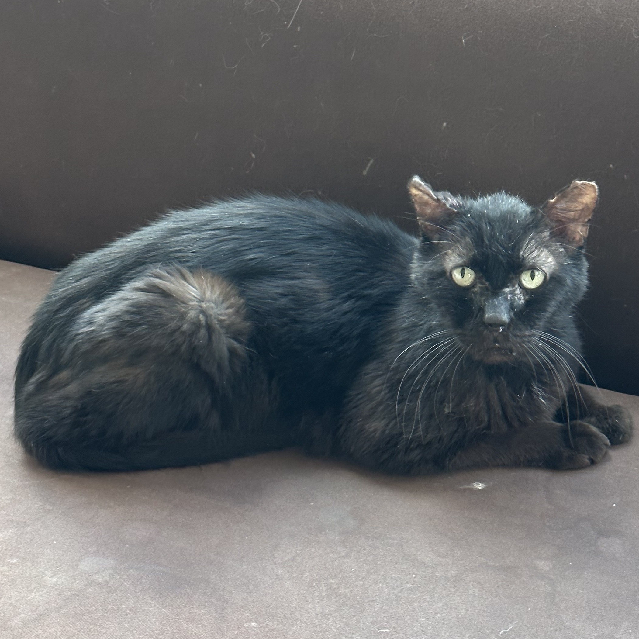 Tazor, an adoptable Domestic Short Hair in Las Cruces, NM, 88001 | Photo Image 2