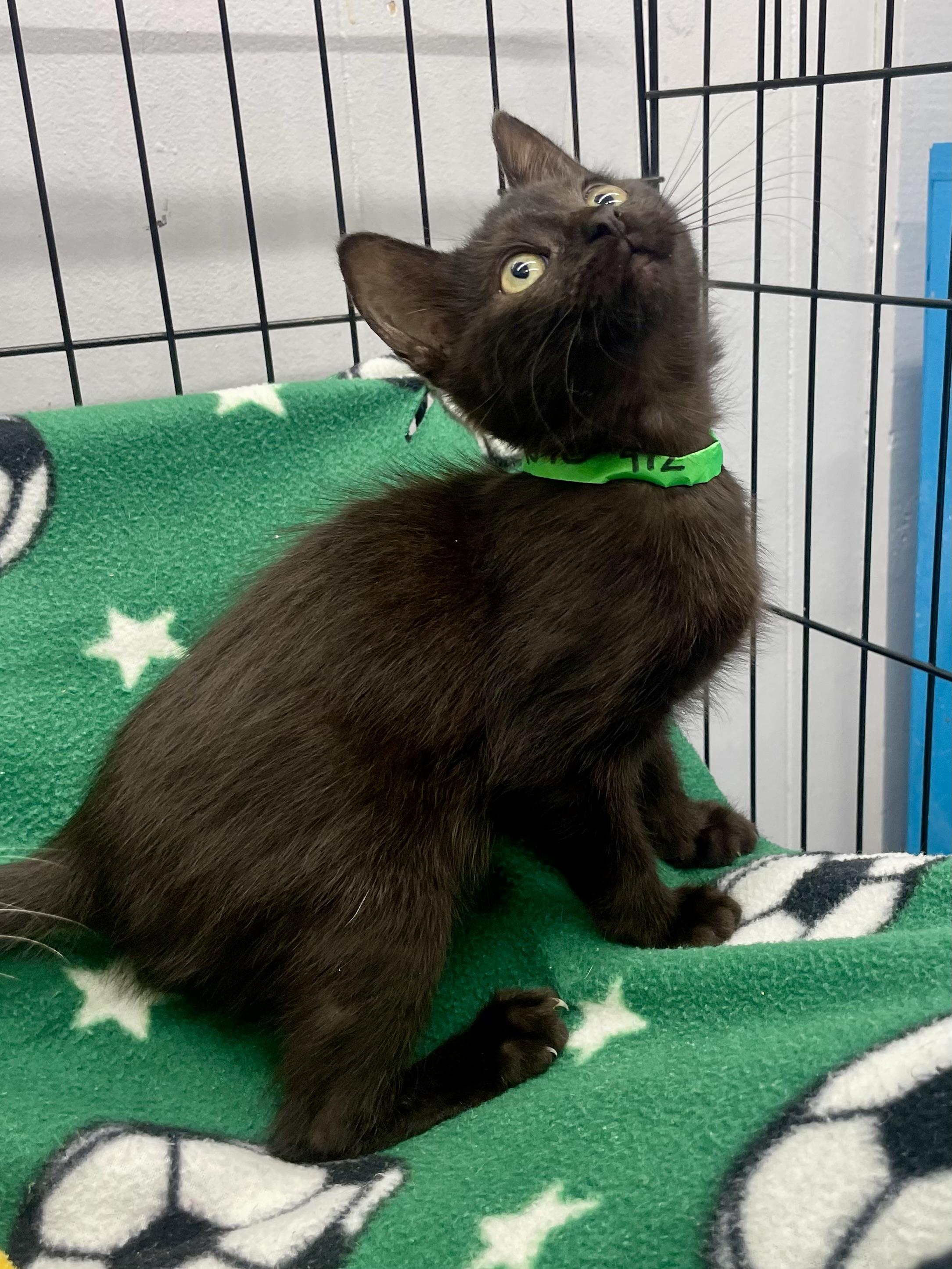 Enlarge Ponyo, a ADOPTABLE Domestic Short Hair in Plano, TX image 3/4