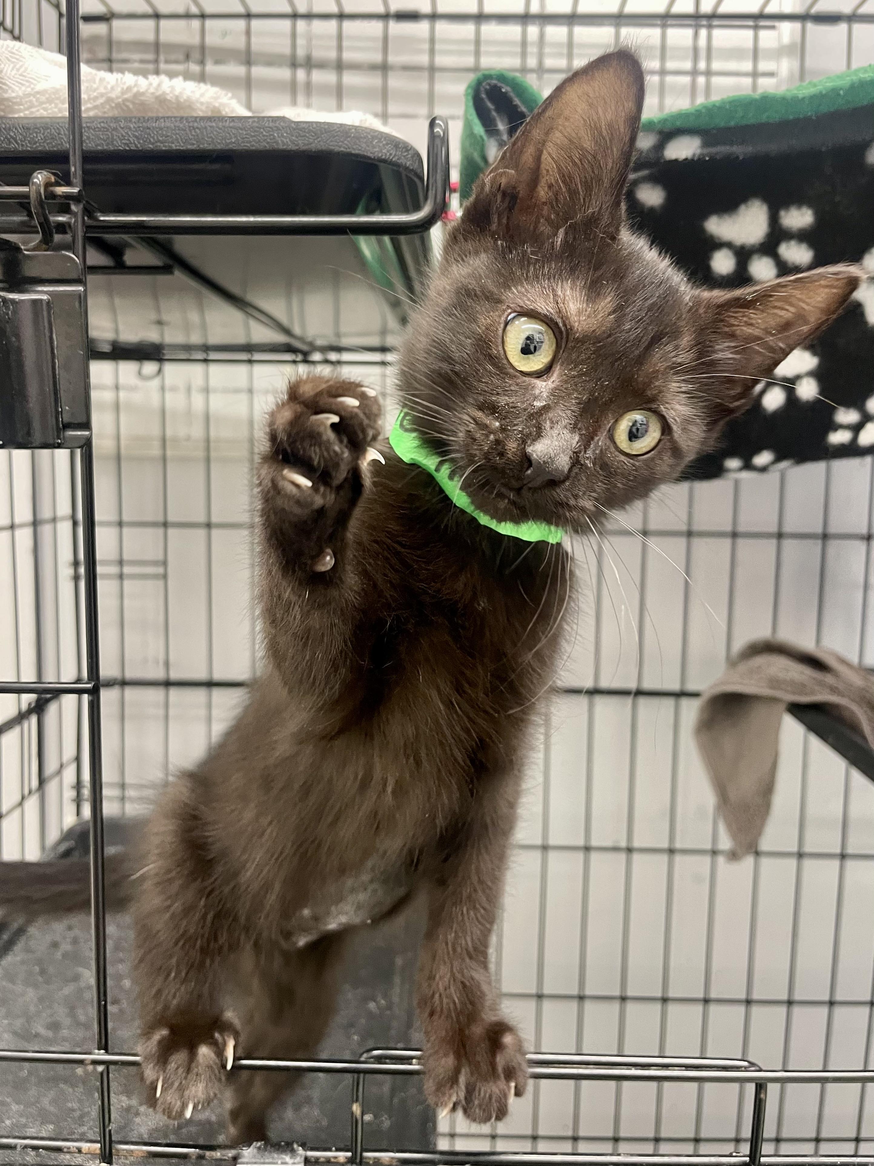 Enlarge Ponyo, a ADOPTABLE Domestic Short Hair in Plano, TX image 2/4