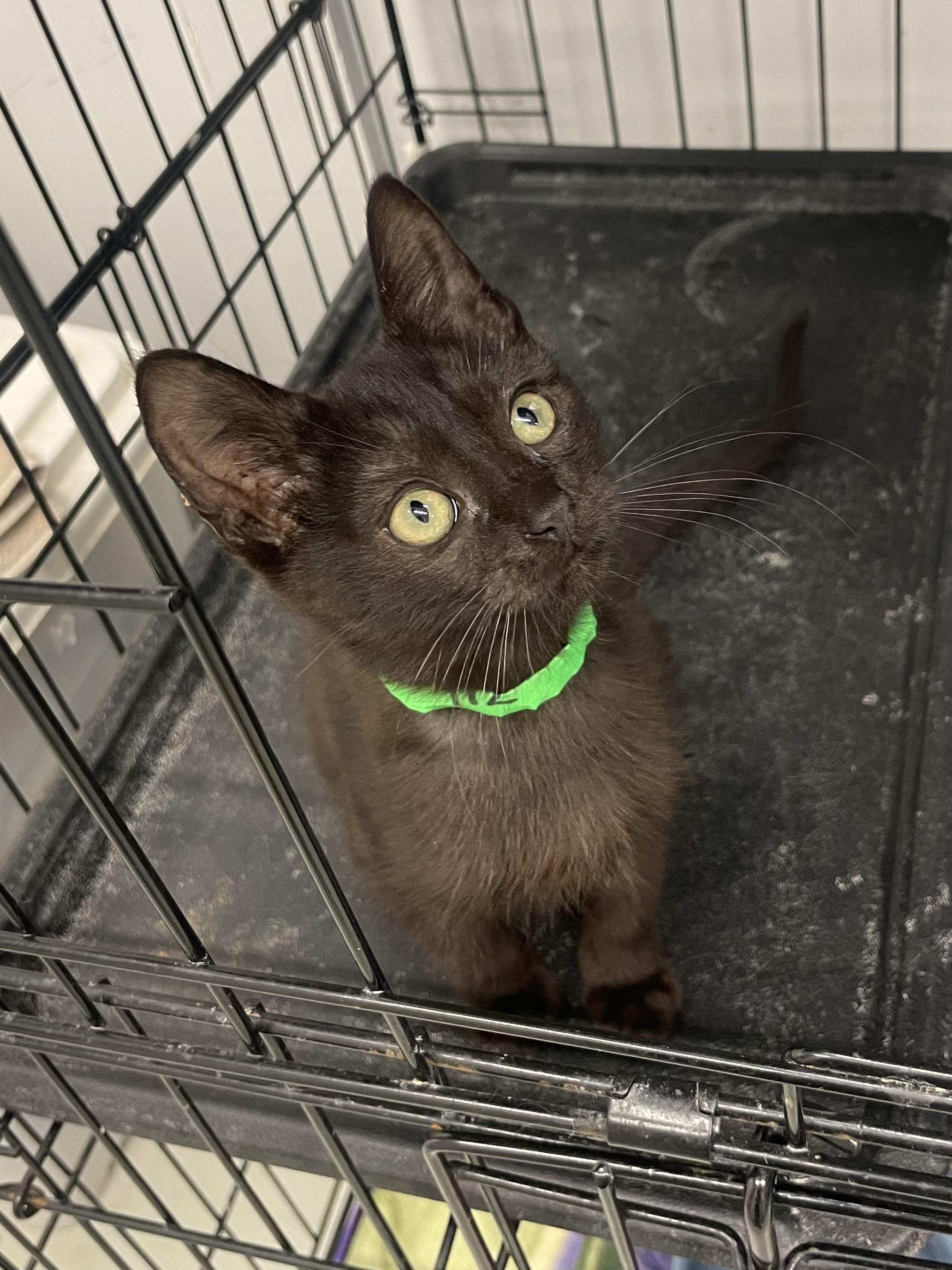 Enlarge Ponyo, a ADOPTABLE Domestic Short Hair in Plano, TX image 4/4