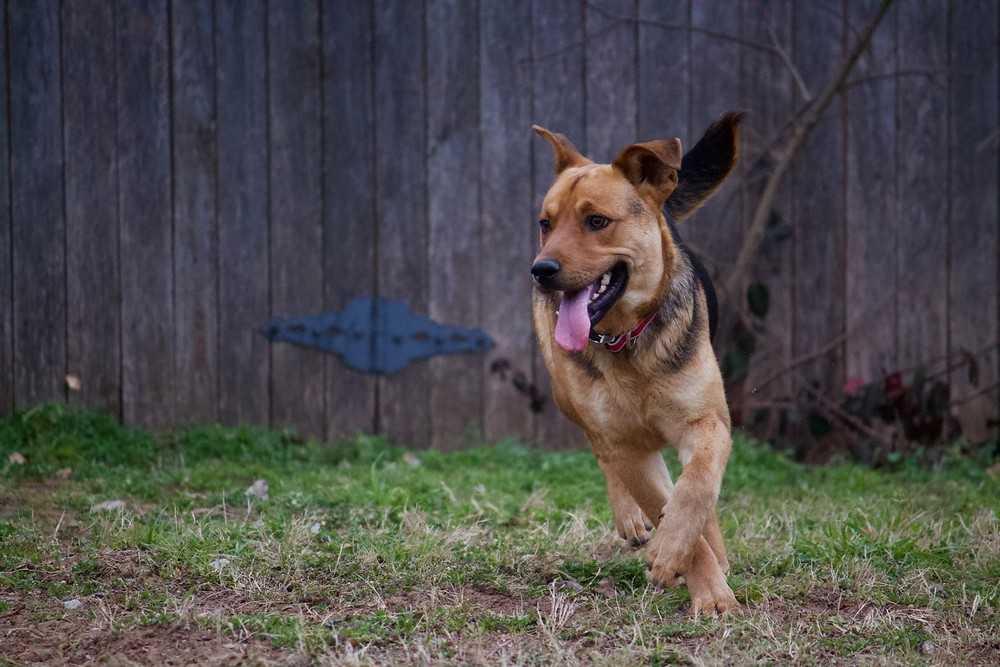 Jed, Adopted, Adult Male German Shepherd Dog.