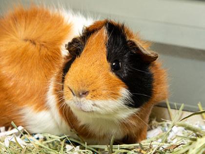 Batman, Adoptable, Adult Male Guinea Pig & Guinea Pig.