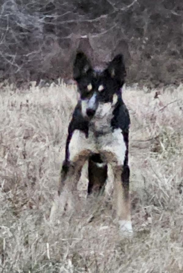 Enlarge 25-12-3635b Nicholas, a Adoptable mixed breed in Dallas, GA image 2/2