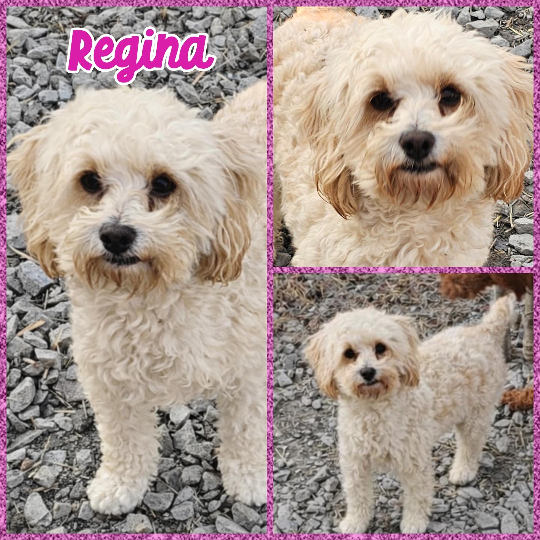 Regina, adoptable, Young Female Cockapoo.