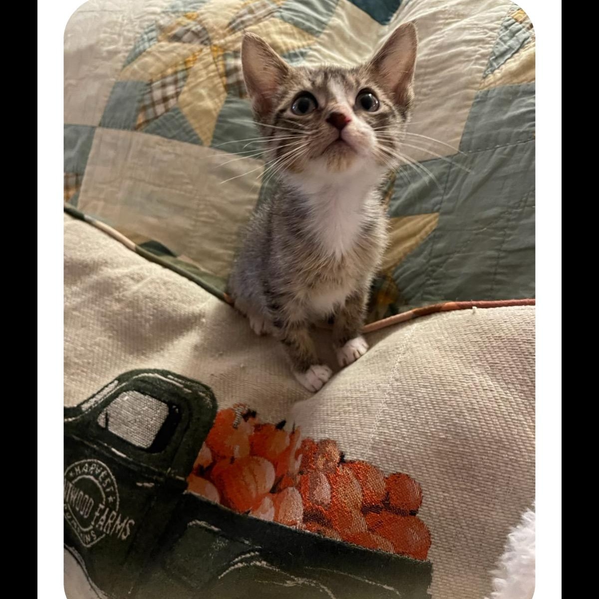 Hayden & Olive BONDED photo