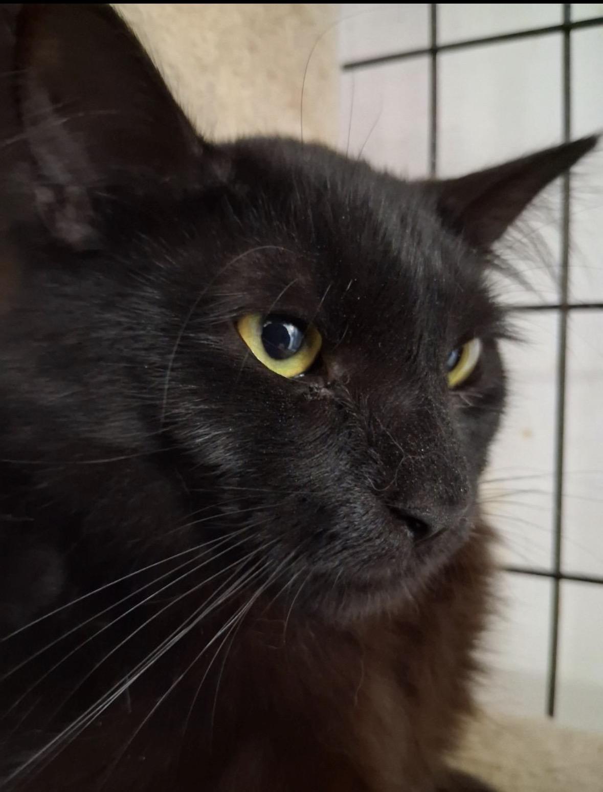 Nelchina, a Adoptable Domestic Medium Hair in Wasilla, AK image 1/2