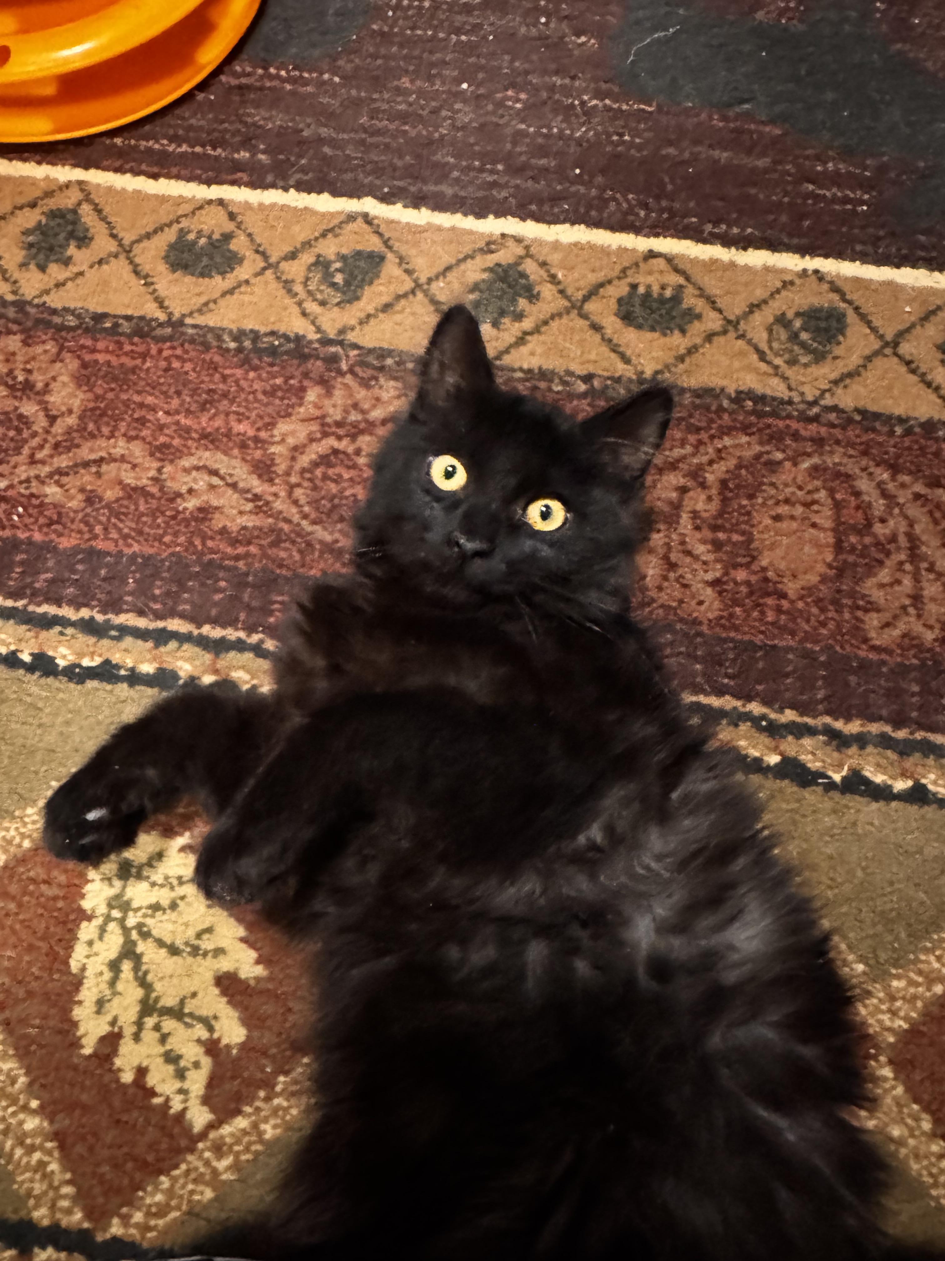 Enlarge Nelchina, a Adoptable Domestic Medium Hair in Wasilla, AK image 1/2