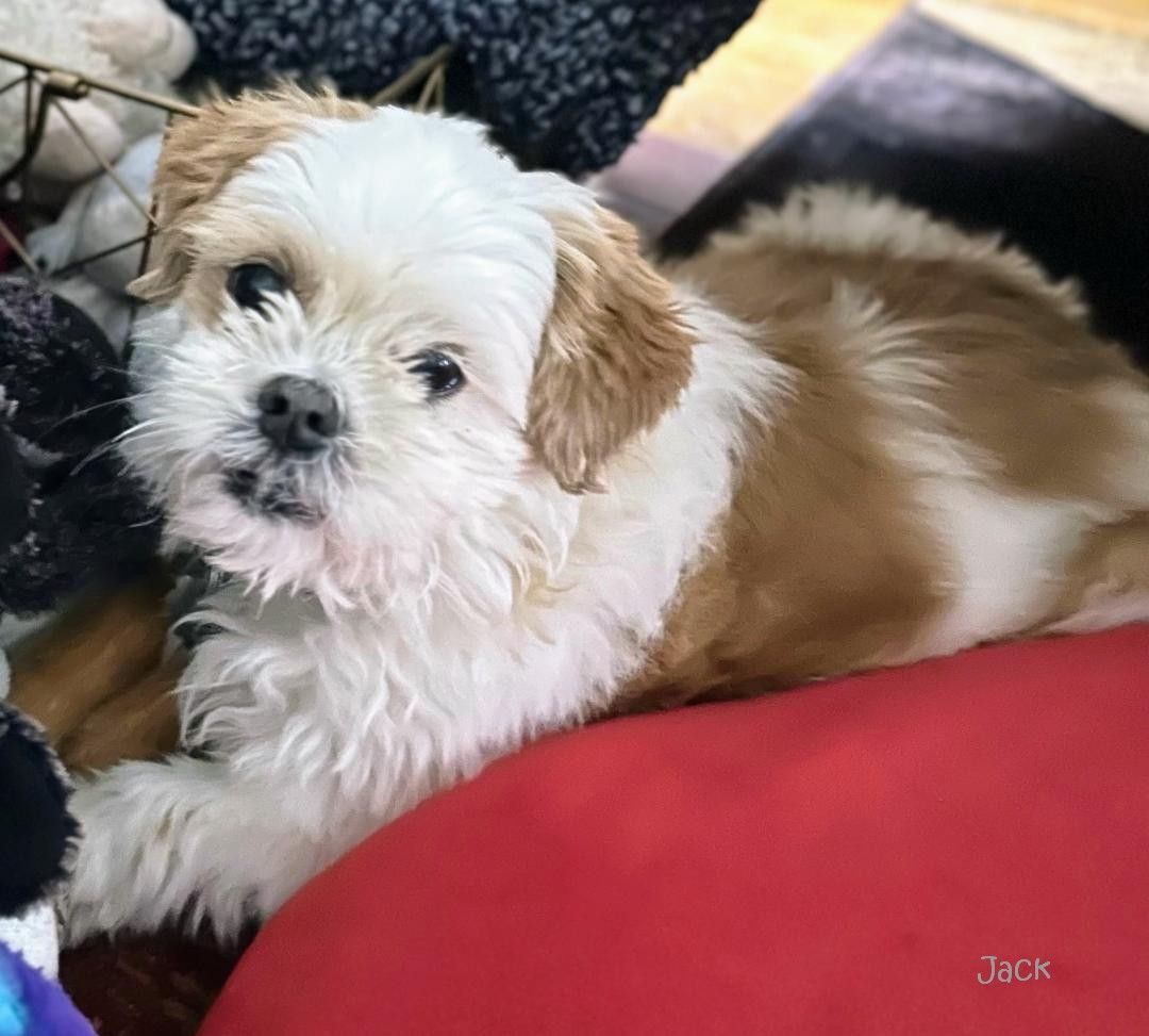 Enlarge Jack, a Adopted mixed breed in Miamisburg, OH image 1/1