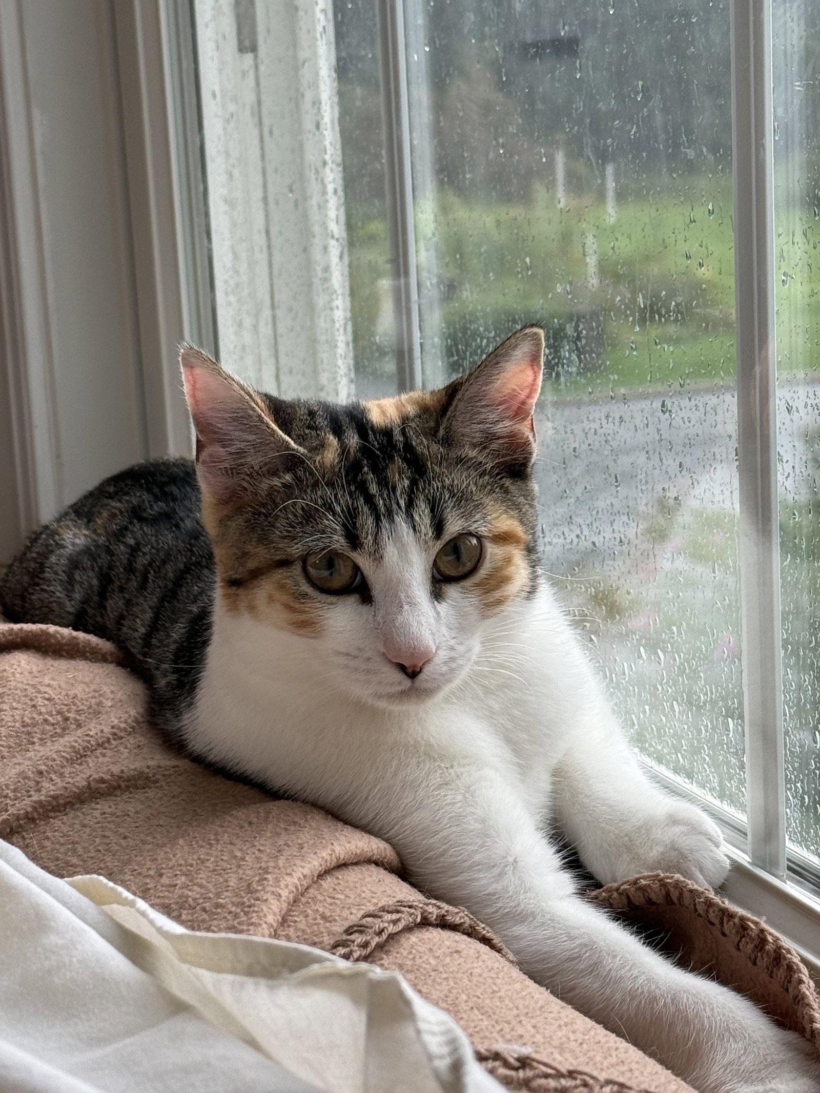 Enlarge Rosita, a Adoptable Domestic Short Hair in Broomall, PA image 1/3