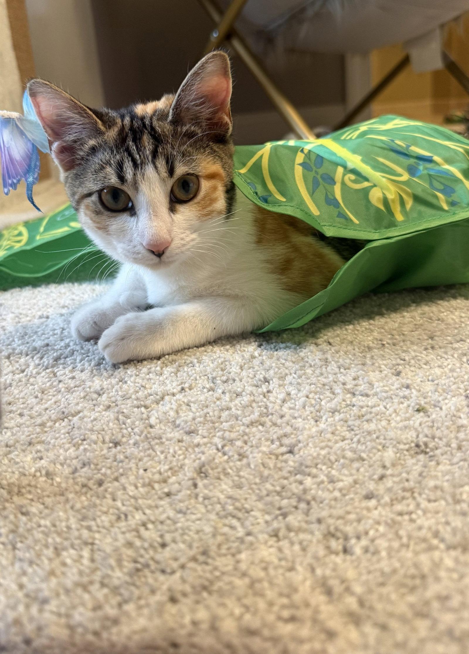 Enlarge Rosita, a Adoptable Domestic Short Hair in Broomall, PA image 2/3