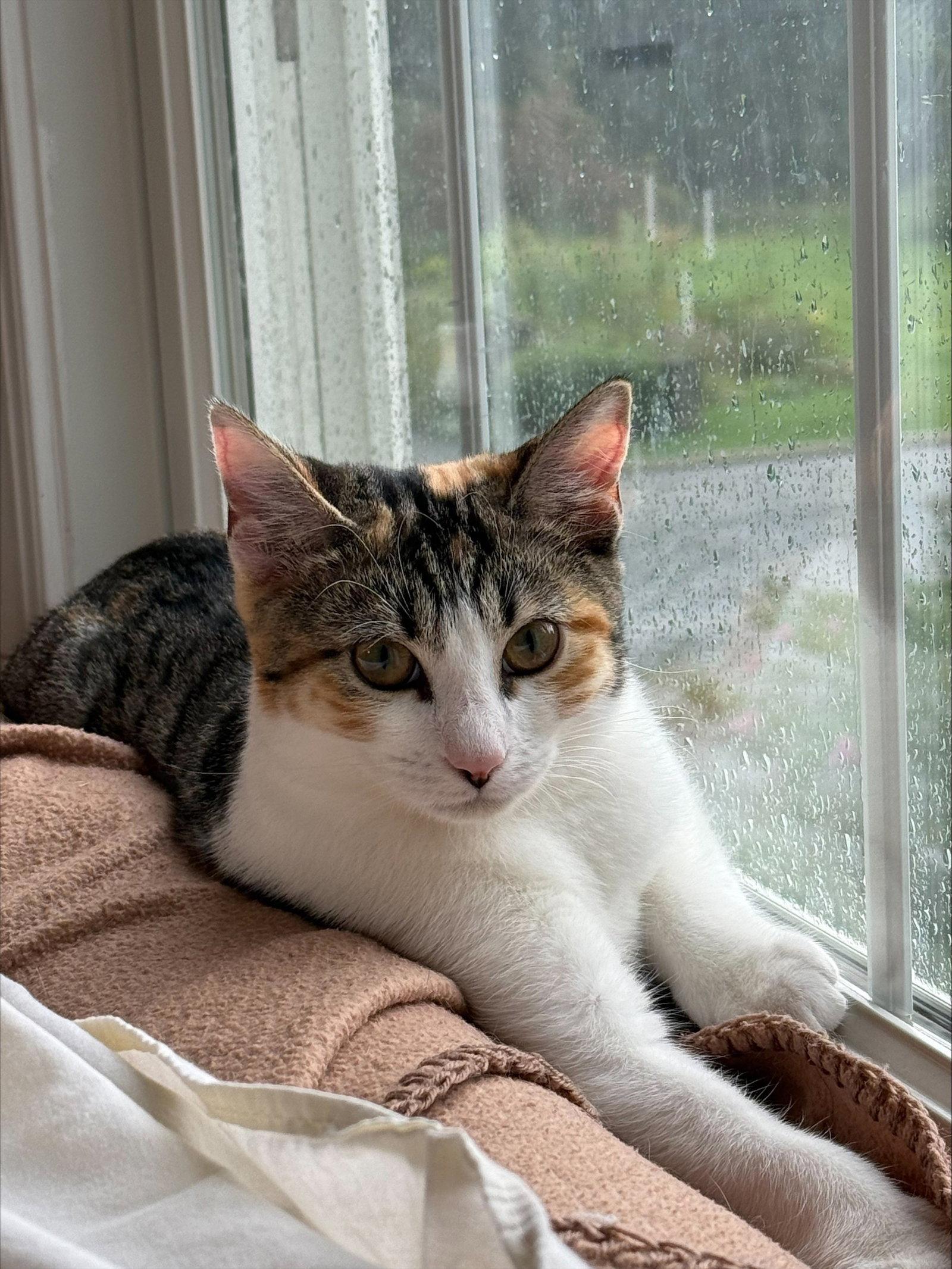 Enlarge Rosita, a Adoptable Domestic Short Hair in Broomall, PA image 3/3