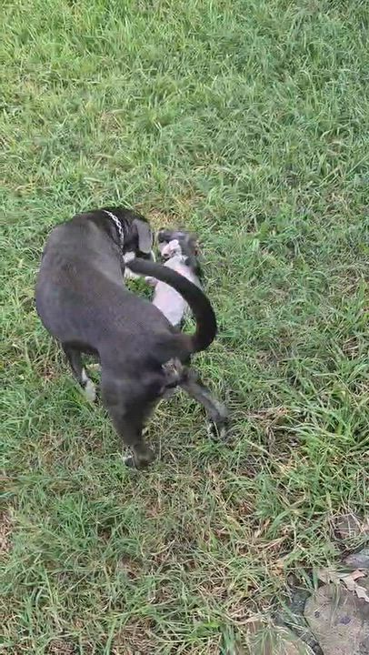 Enlarge Ella, a Adoptable mixed breed in Horseheads, NY video 4/6