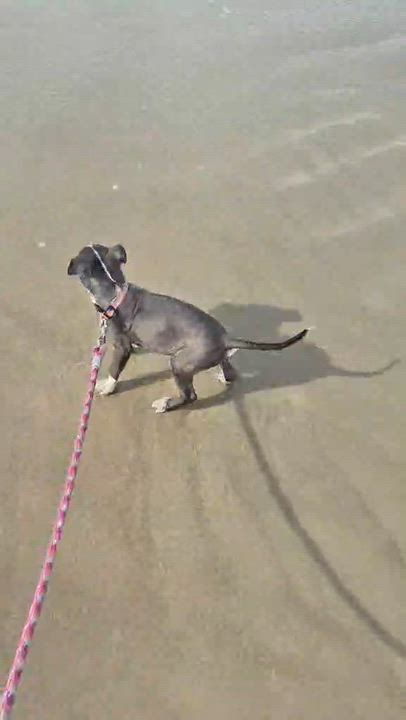 Enlarge Ella, a Adoptable mixed breed in Horseheads, NY video 3/6