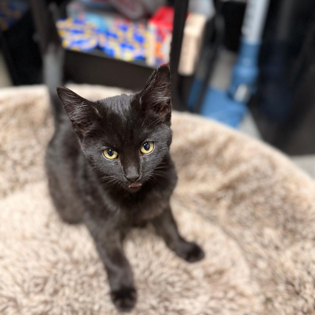 Luge, Adoptable, Kitten Female Domestic Short Hair.