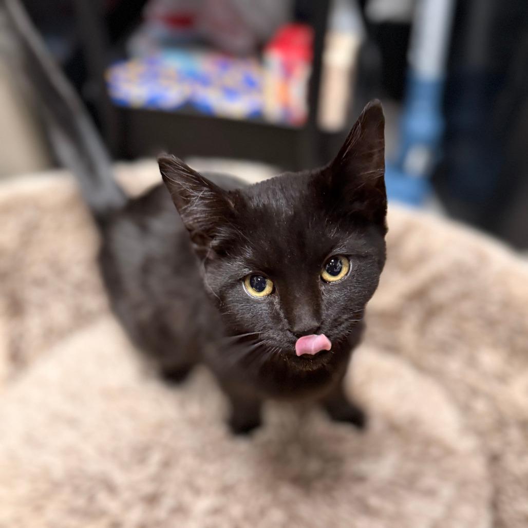 Enlarge Luge, a Adoptable Domestic Short Hair in Delaware, OH image 2/2