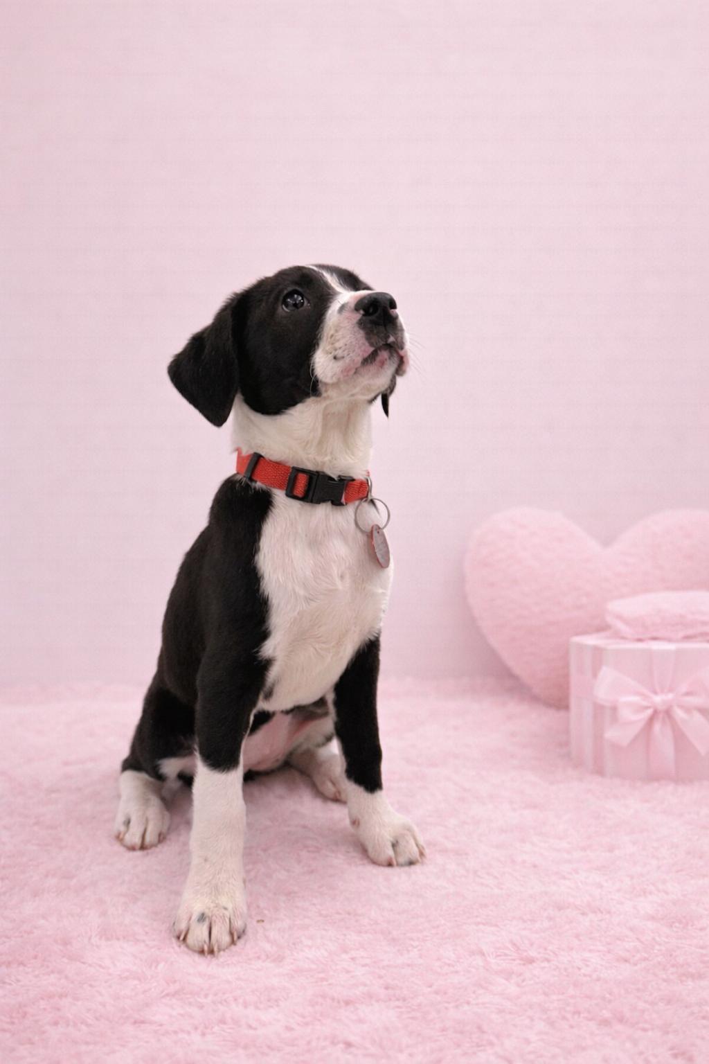 Emerald (F), a Adoptable Labrador Retriever in Nashville, TN image 2/3