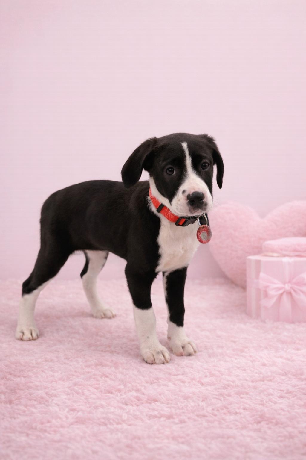 Emerald (F), a Adoptable Labrador Retriever in Nashville, TN image 3/3